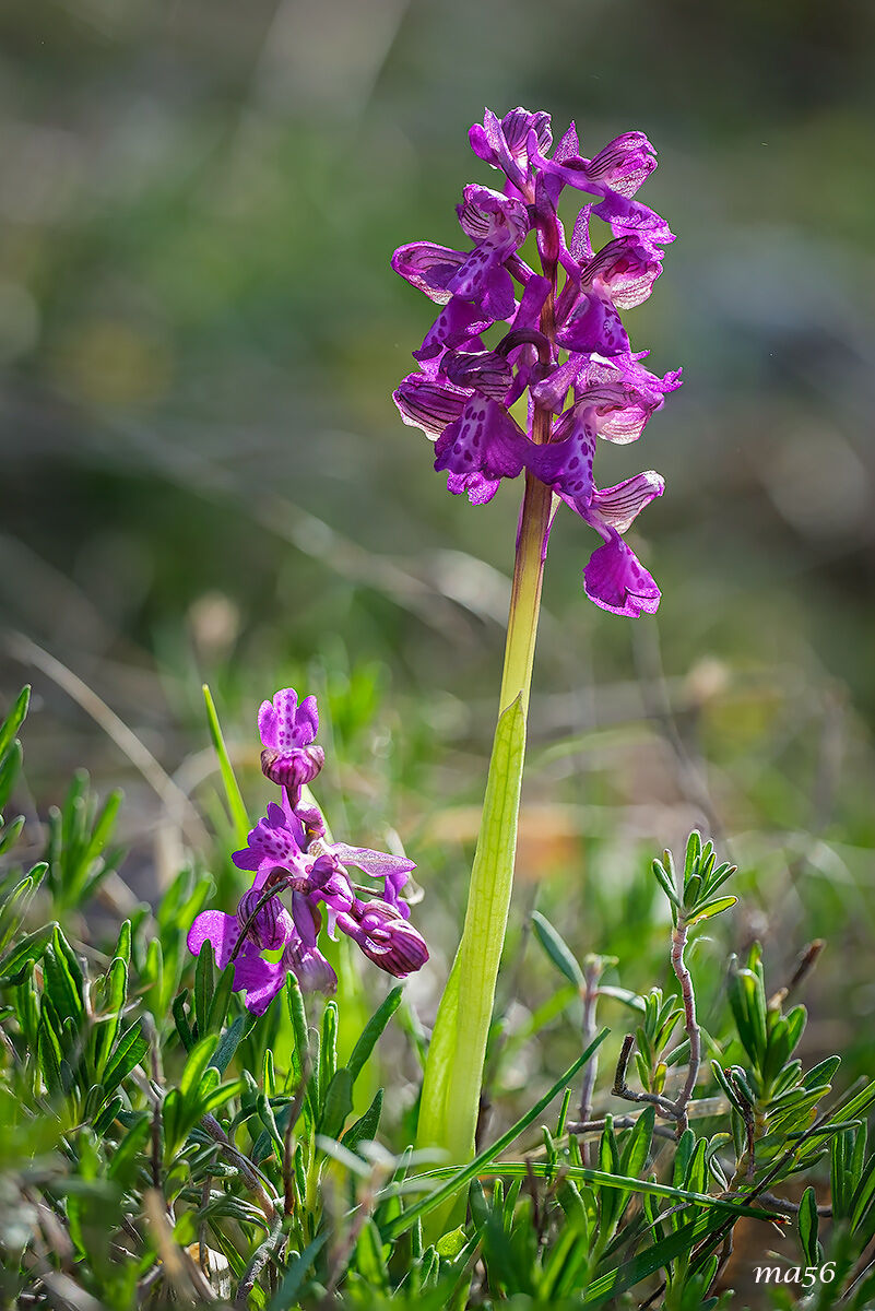 Anacamptis Morio