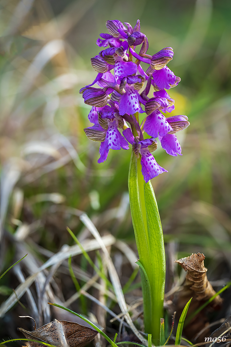 Anacamptis Morio