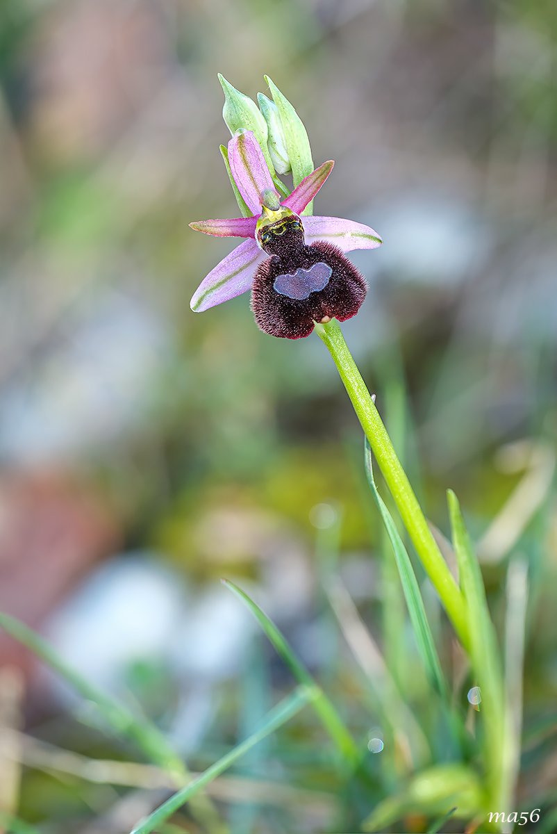 Ophrys Bertolonii