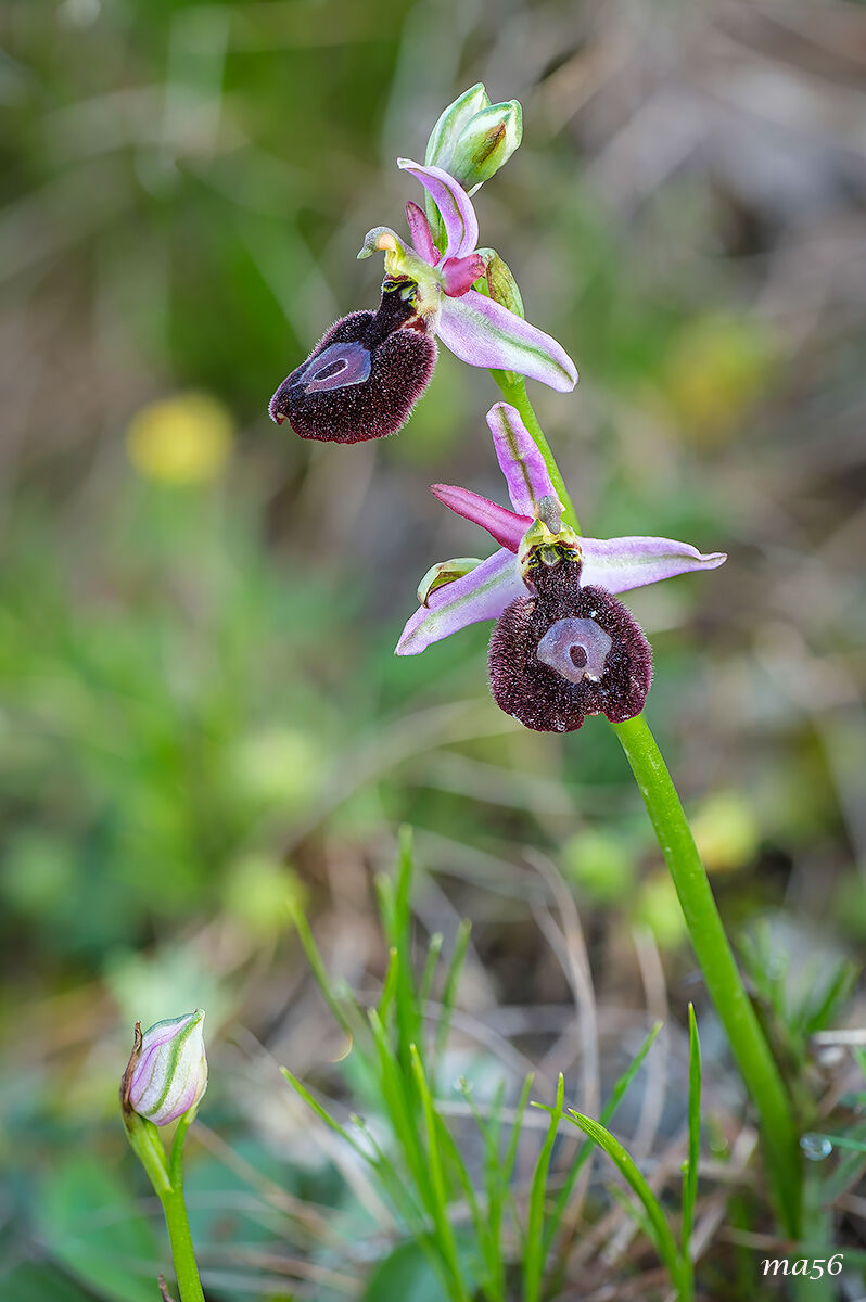 Ophrys Bertolonii