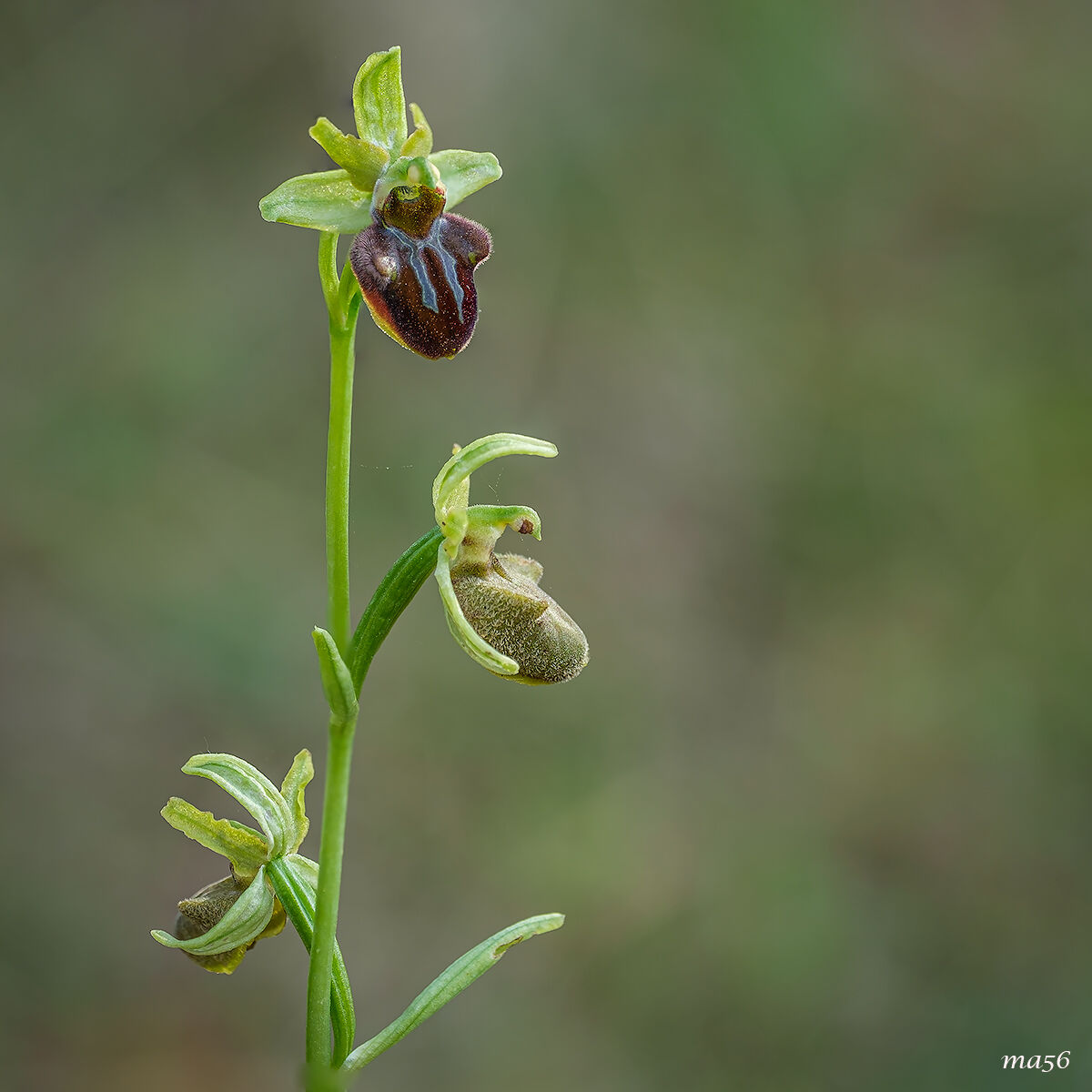 Ophrys Sphecodes
