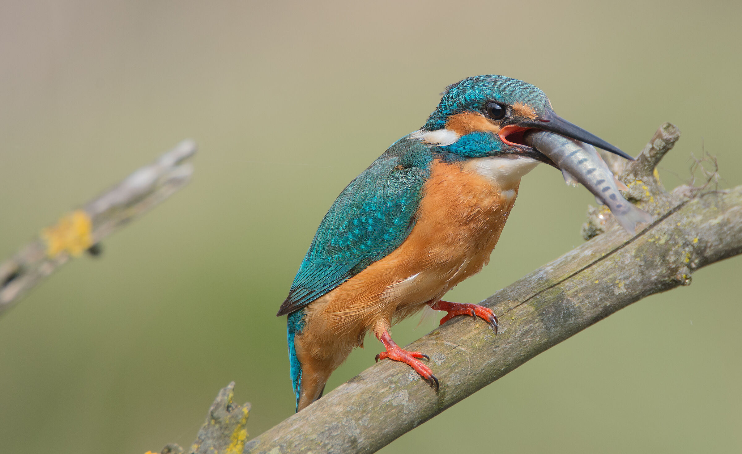 Martin Pescatore con preda