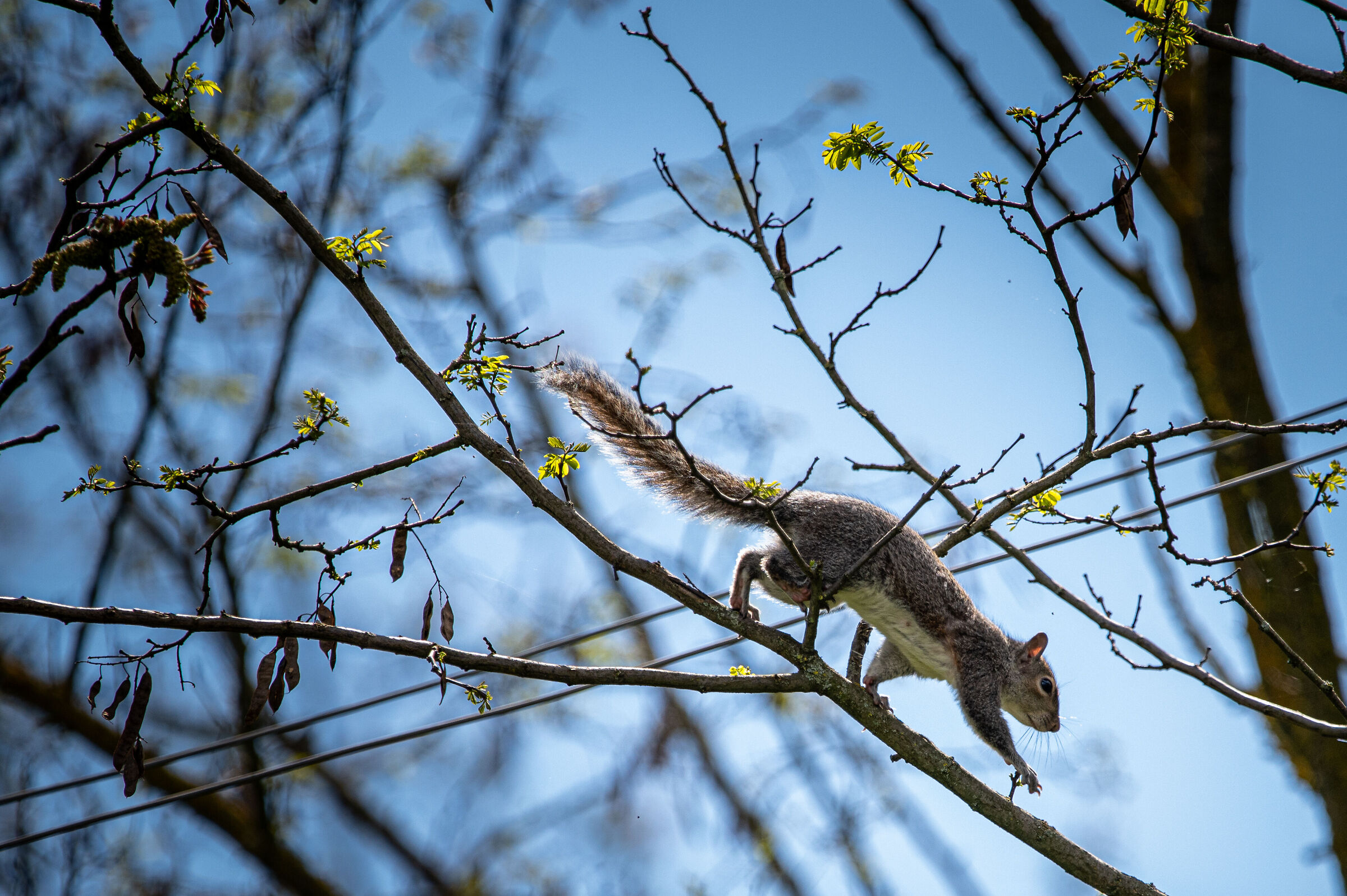 Walking on the branch