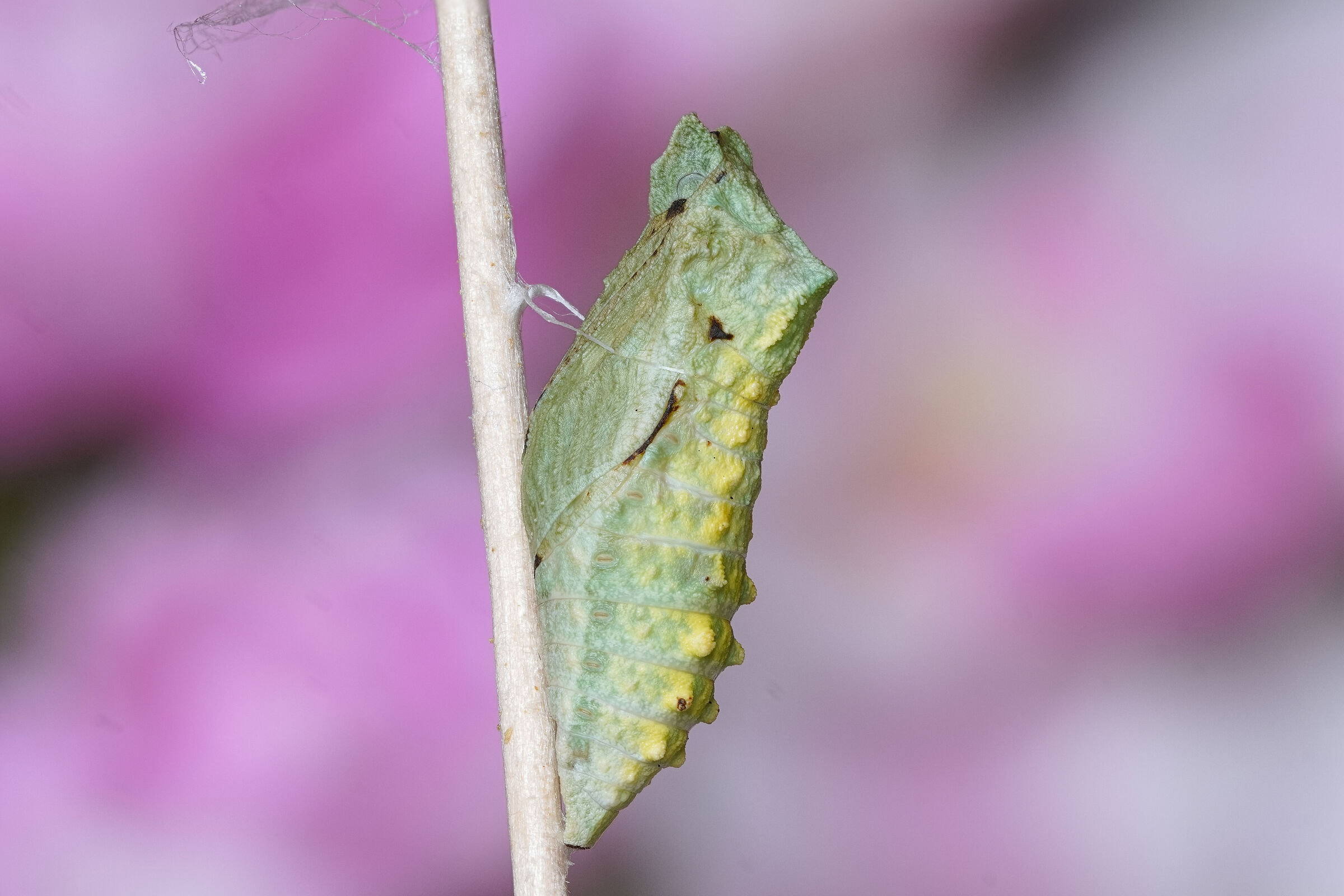 Chrysalis of Machaon