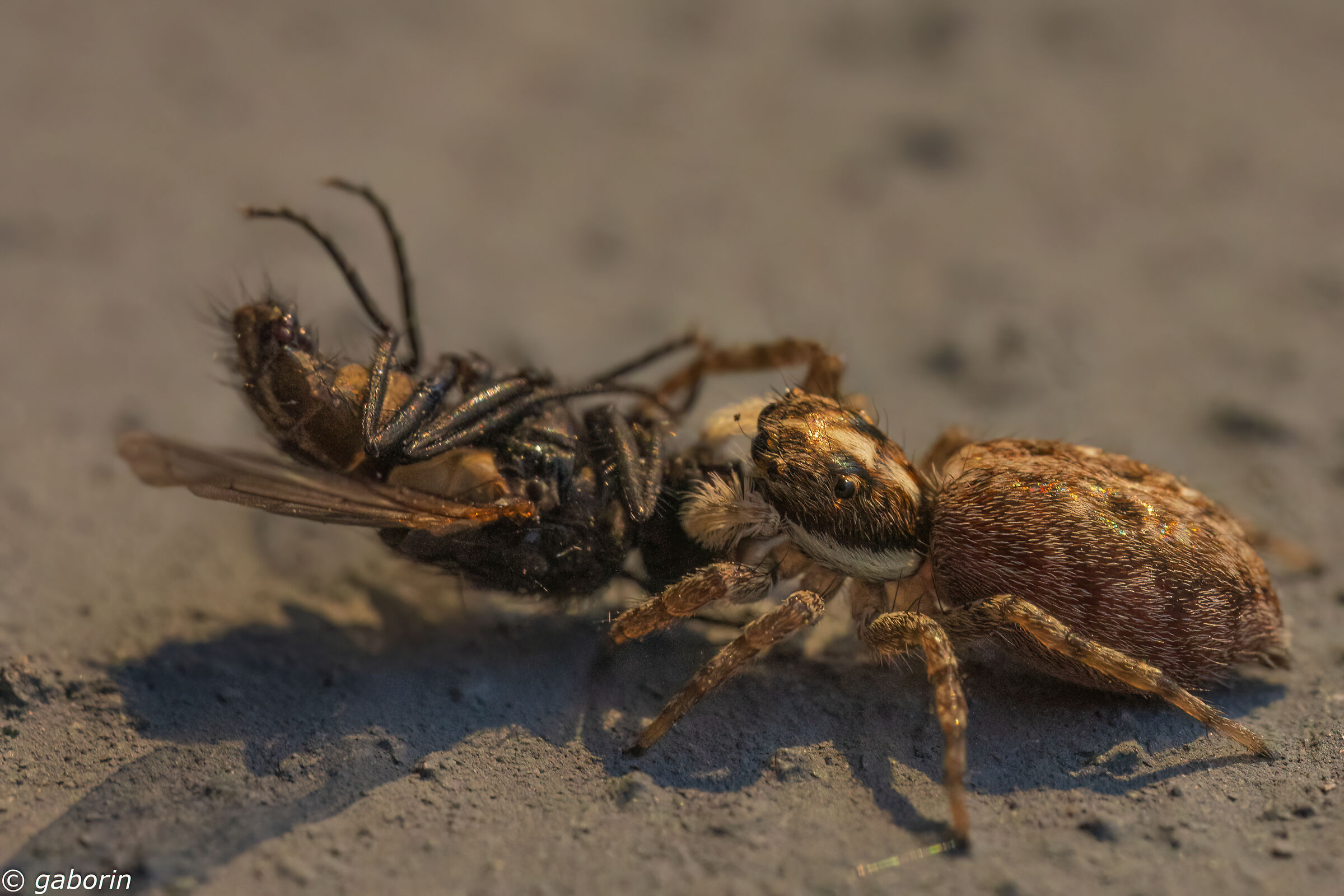 Salticidae with prey