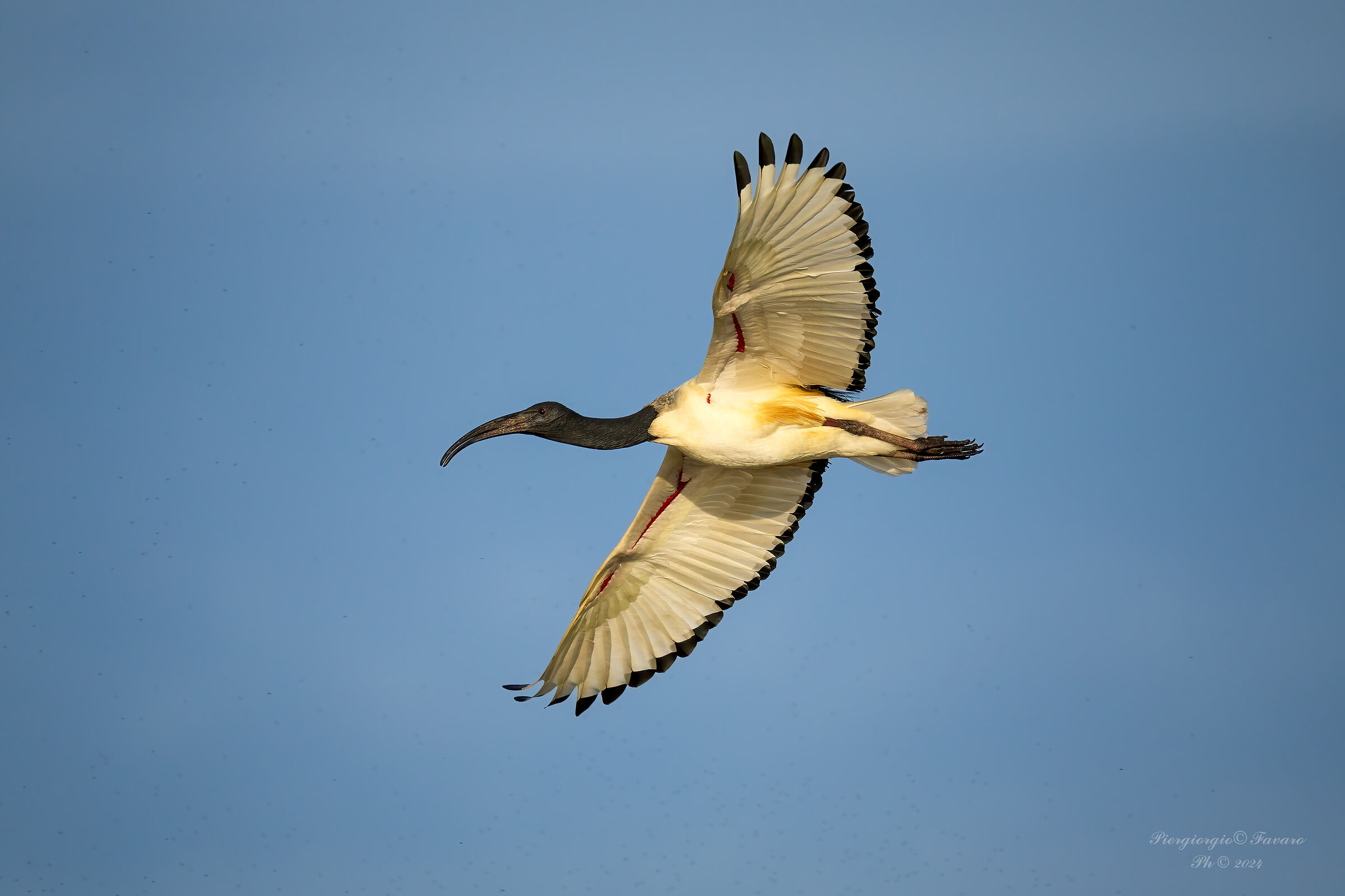 Sacred Ibis