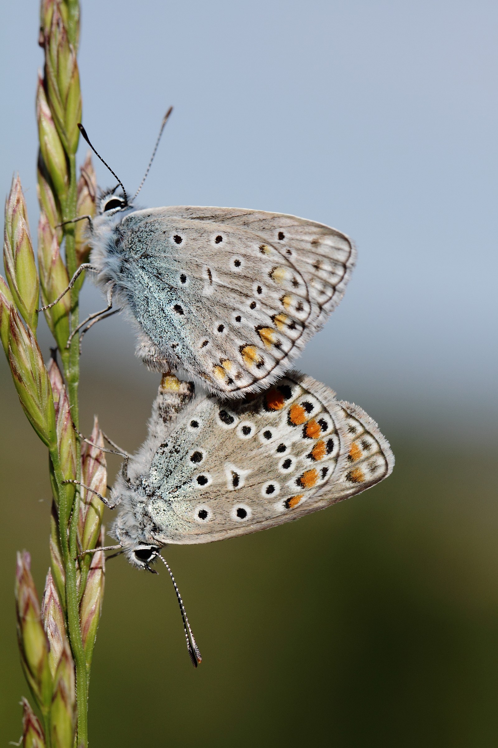 polyammatus icarus,coppia