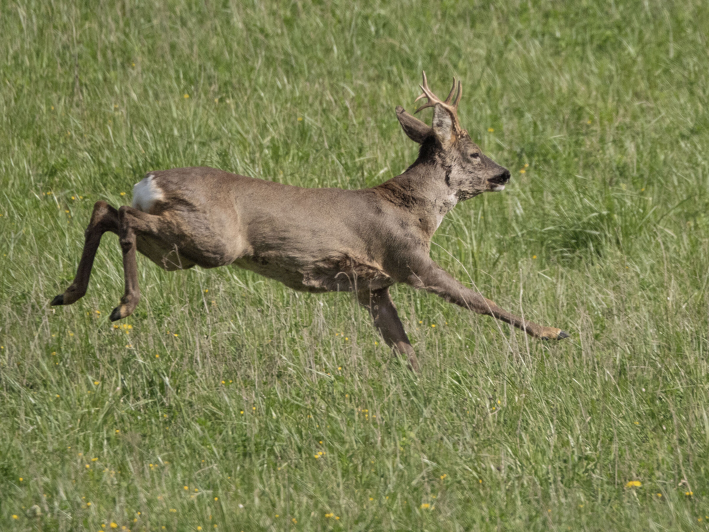 Roe deer