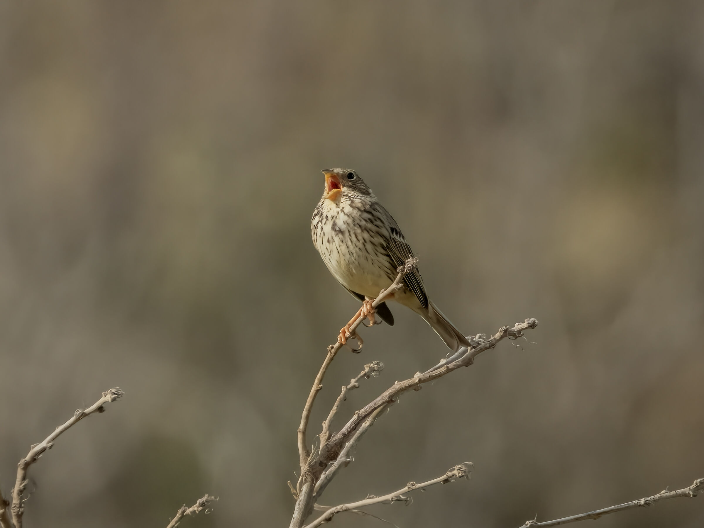 Strillozzo Emberiza calender
