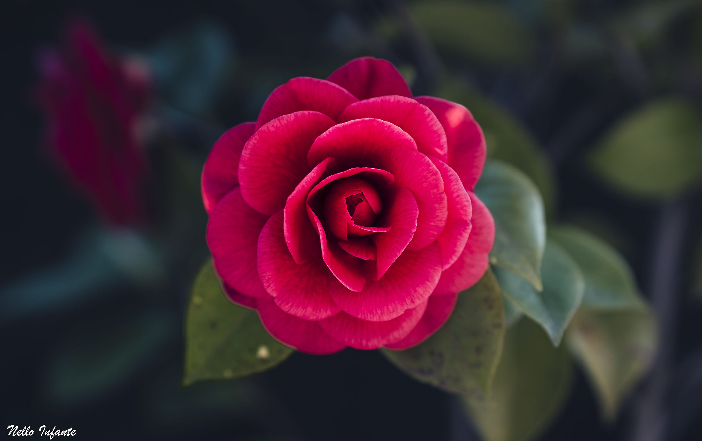 Camellia...