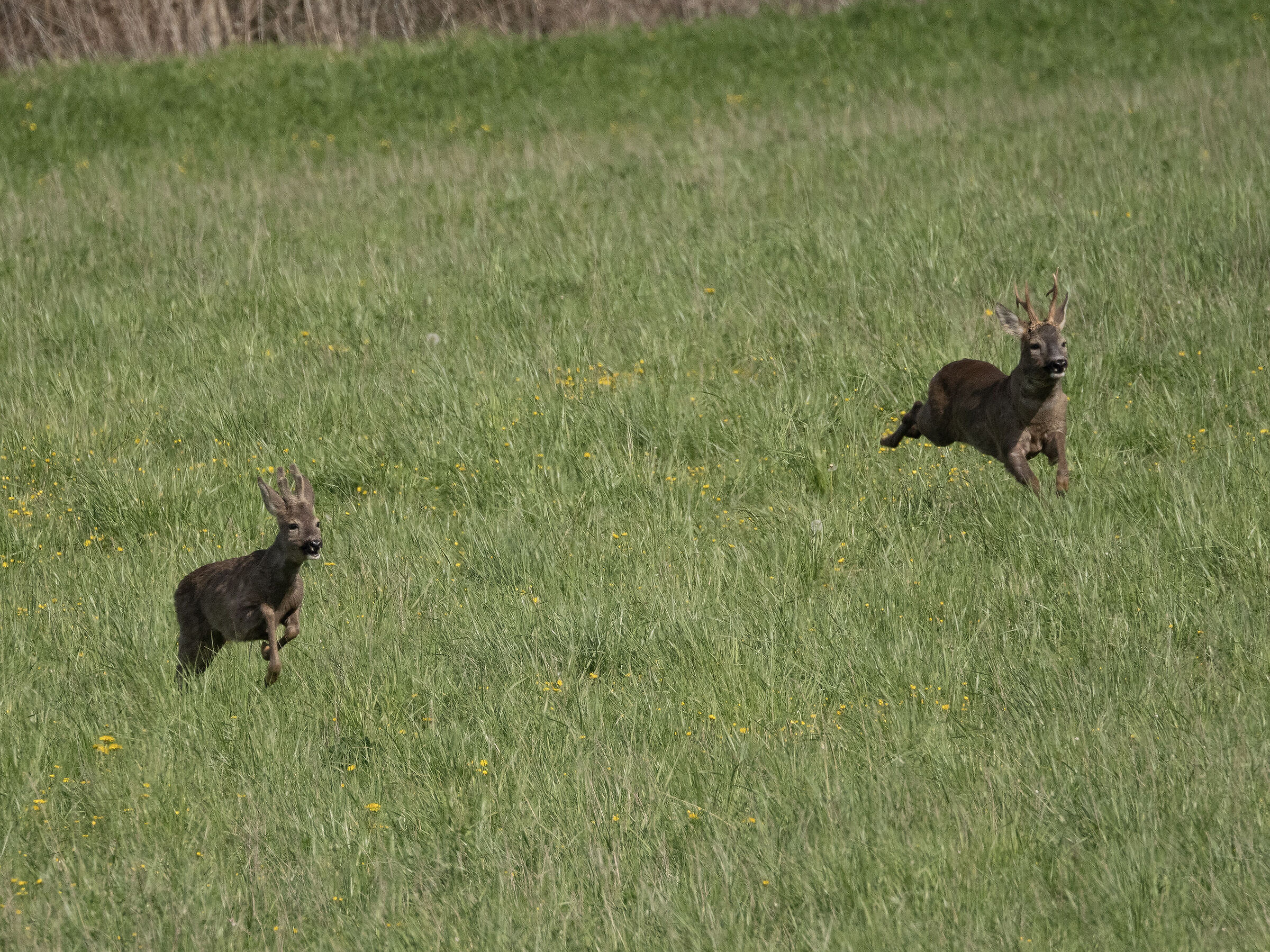 Roe deer