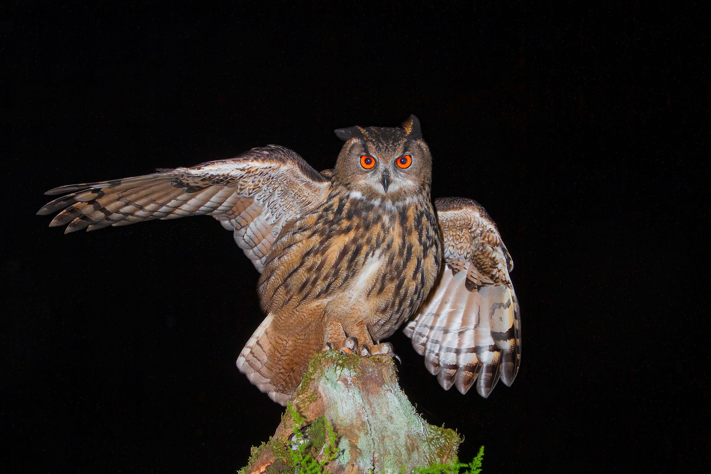 Gufo reale  in natura