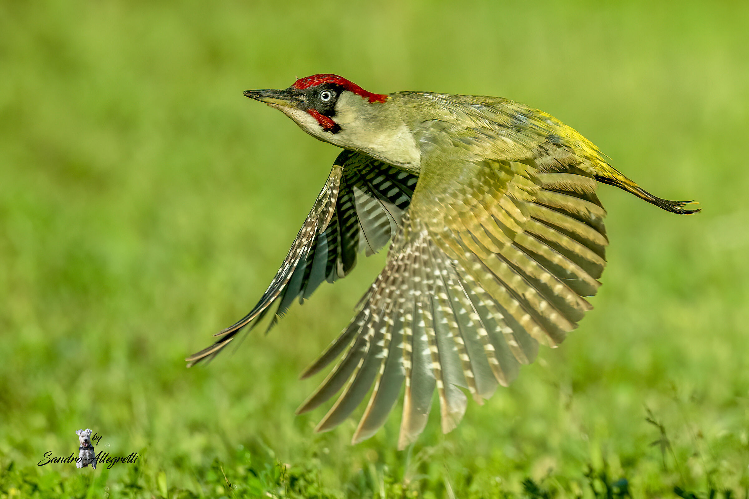 The Green Woodpecker (Picus viridis)