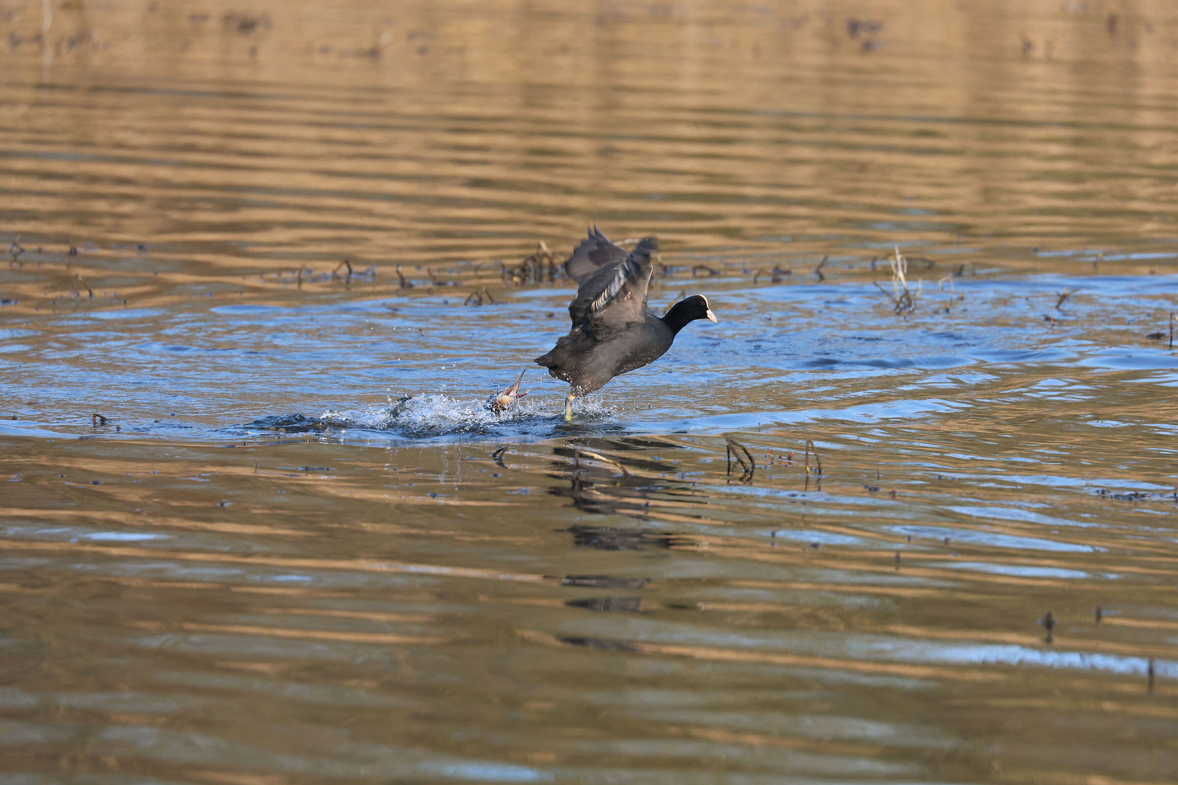 Grebe Attacks Coot