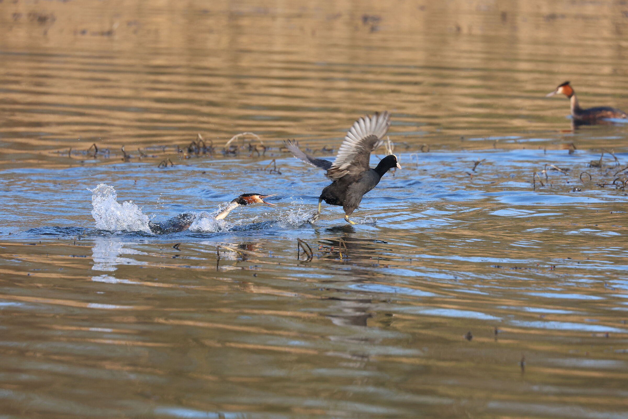 Grebe attacks Coot1
