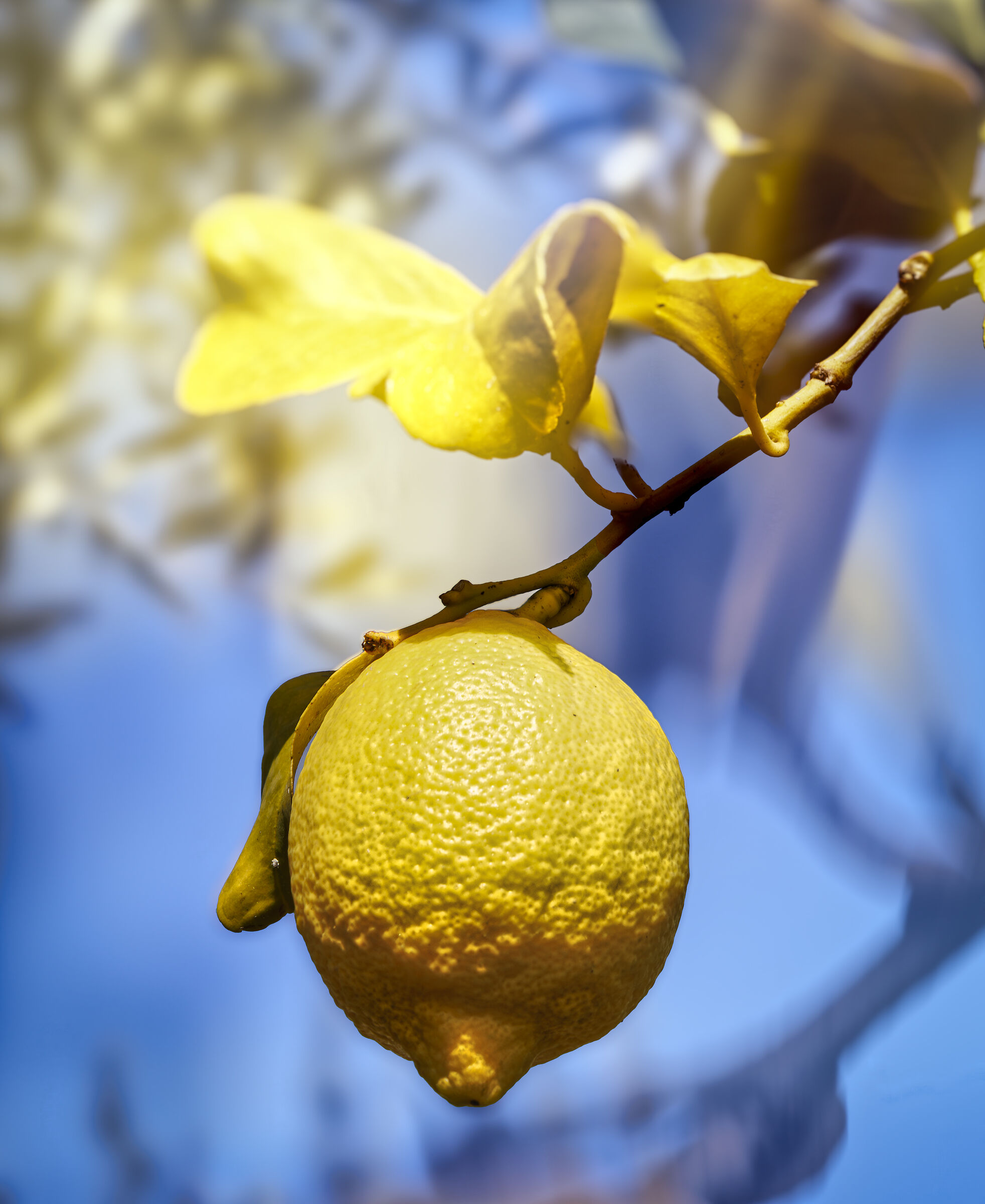 Sicilian Lemons