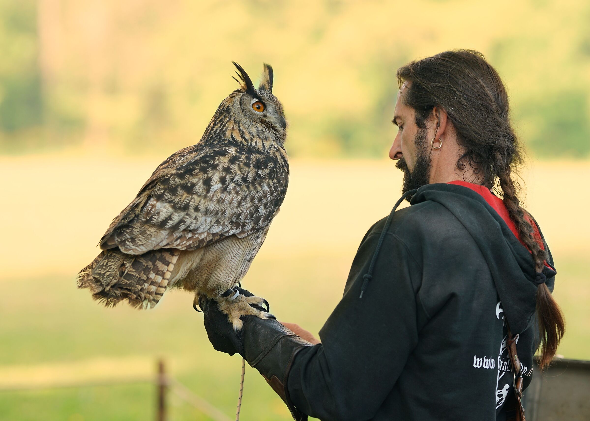 Il Falconiere ed il Gufo Reale