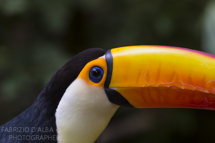 Ramphastos Toco