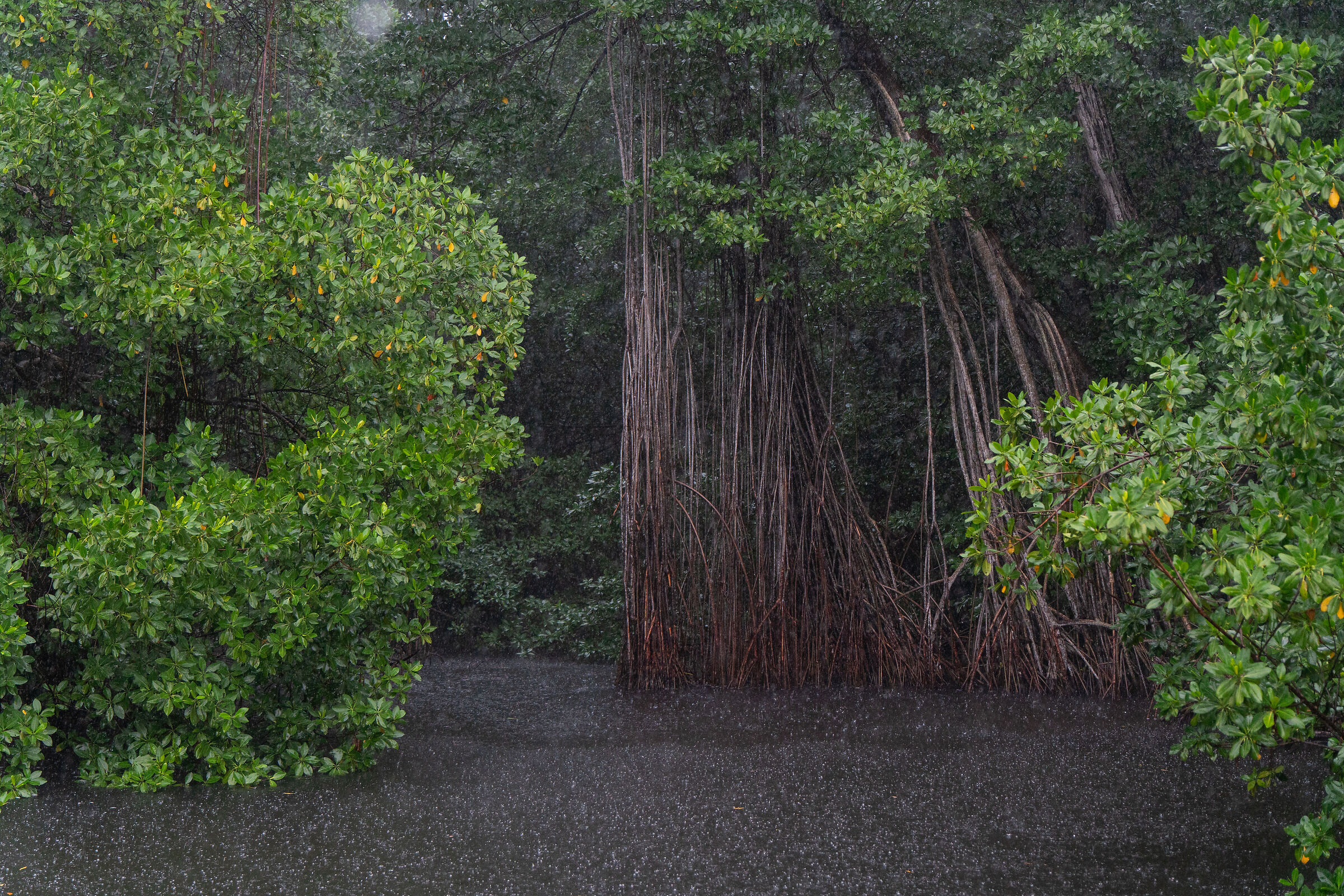 Mangroves