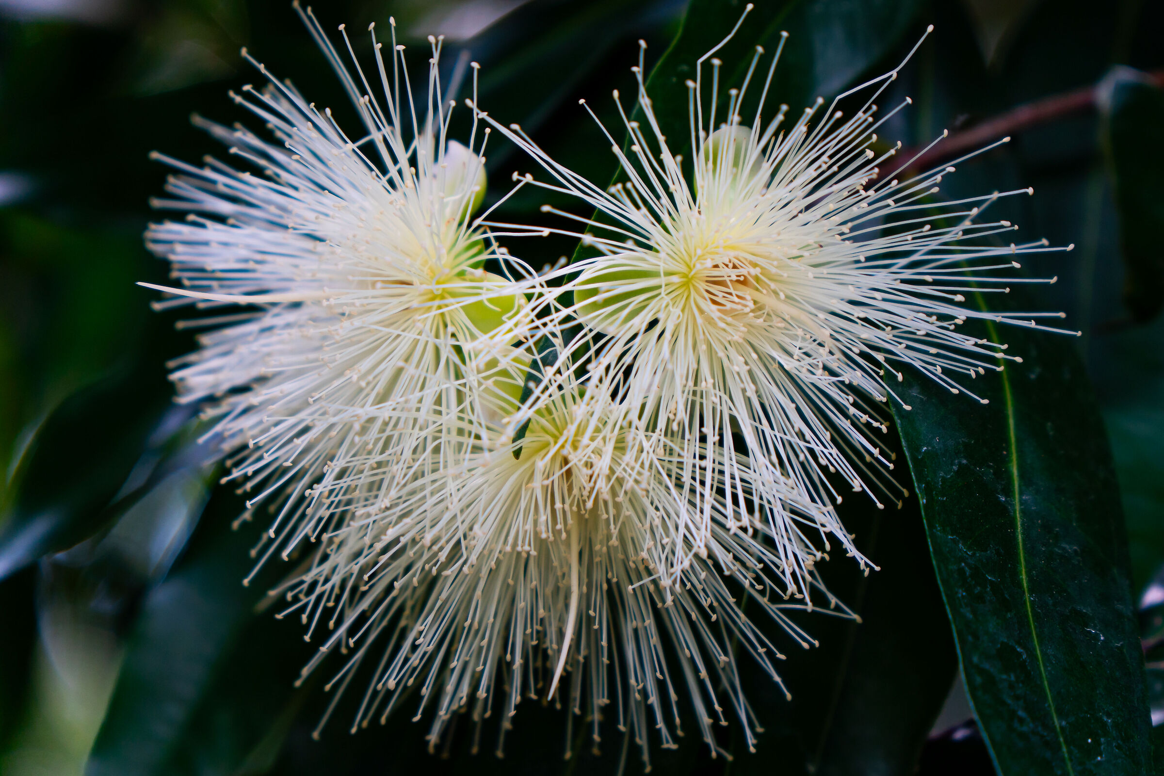 One of the many colorful flowers