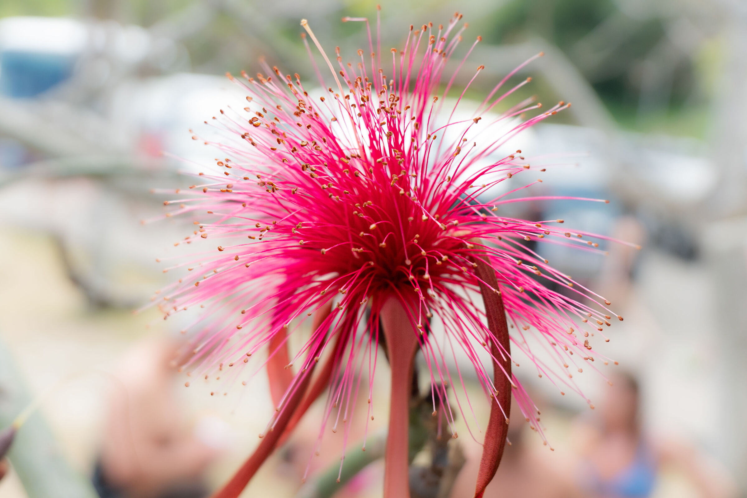 Yet another beautiful flower