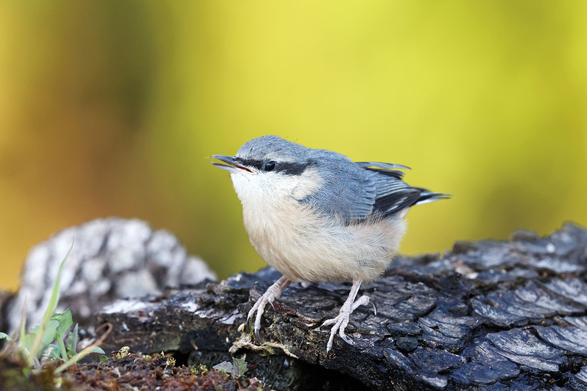 Wood nuthatch