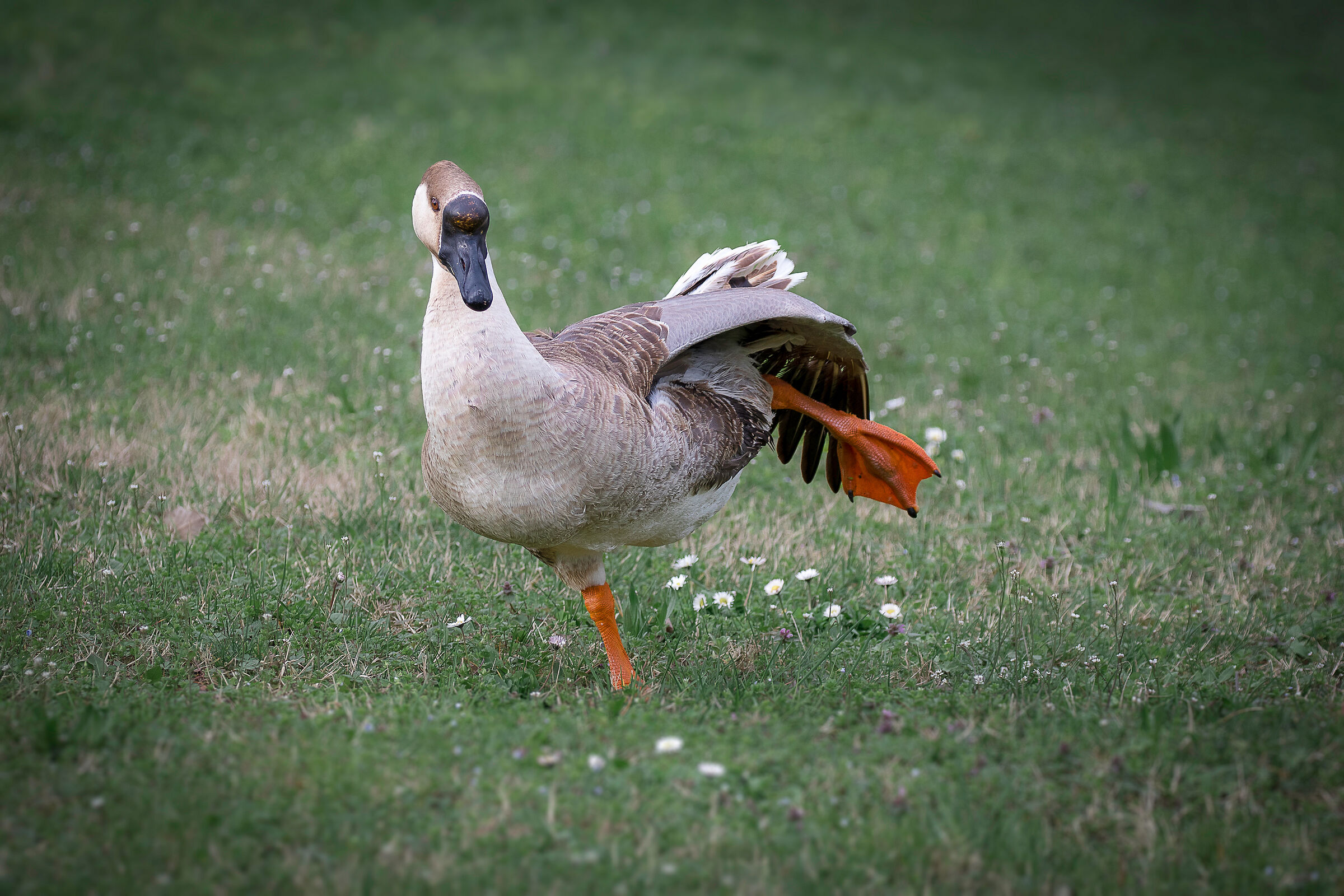 L'ora della ginnastica