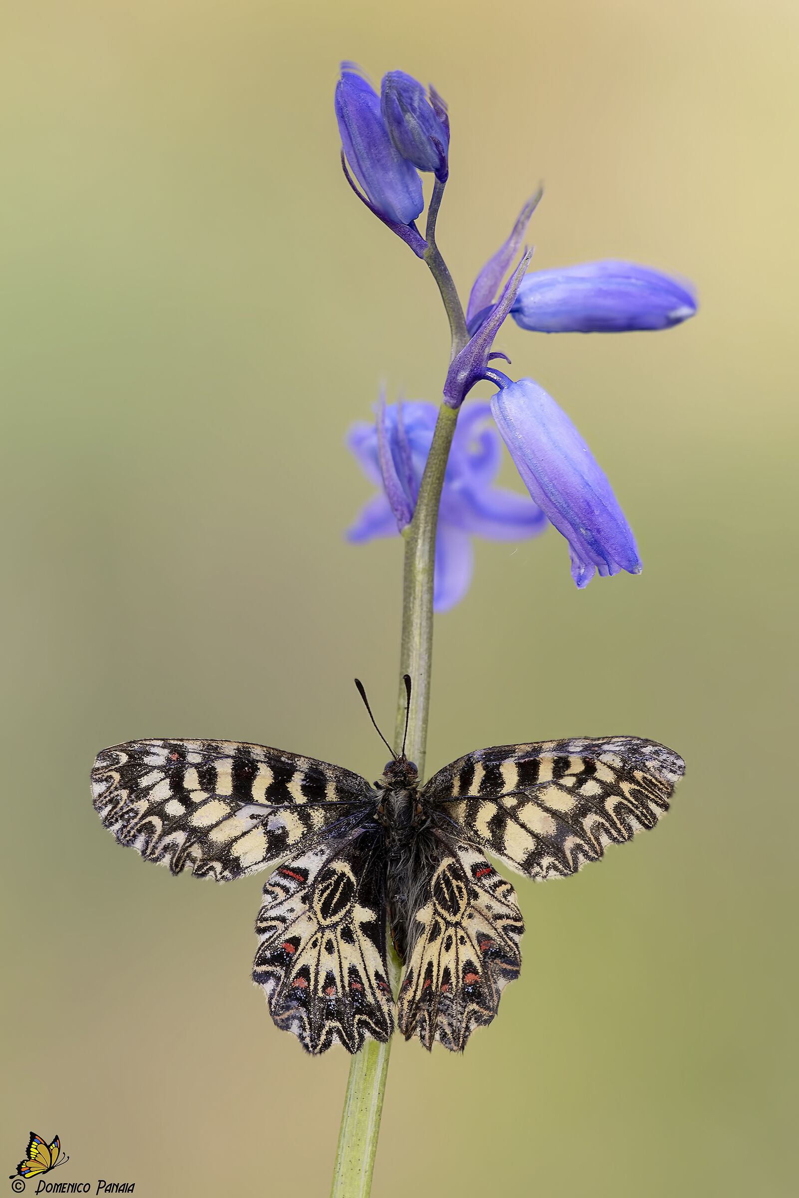 Zerynthia Polyxena
