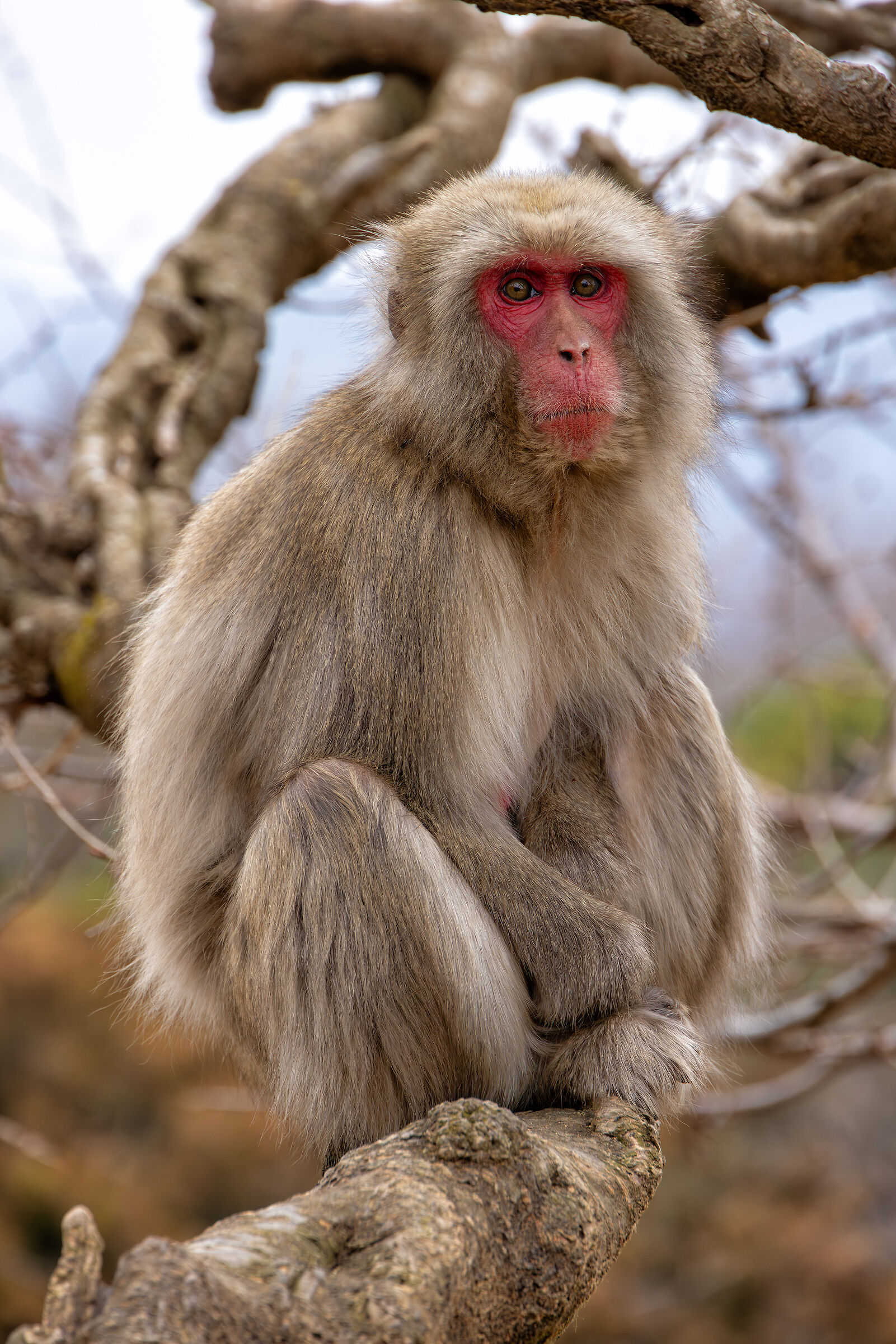 The Monkeys of Iwatayama (Kyoto)