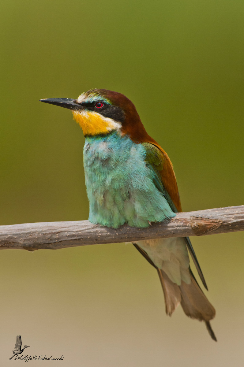 Bee-eater