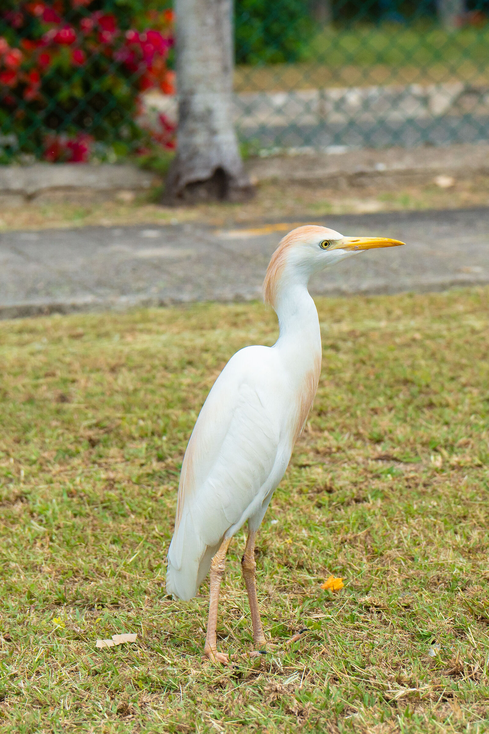 Cattle egret