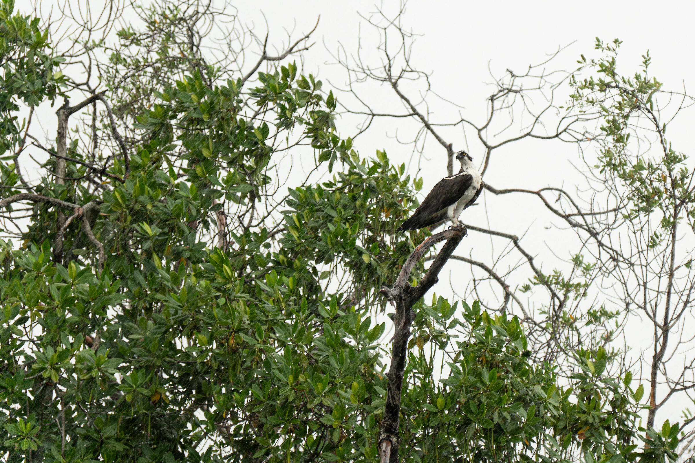 Osprey