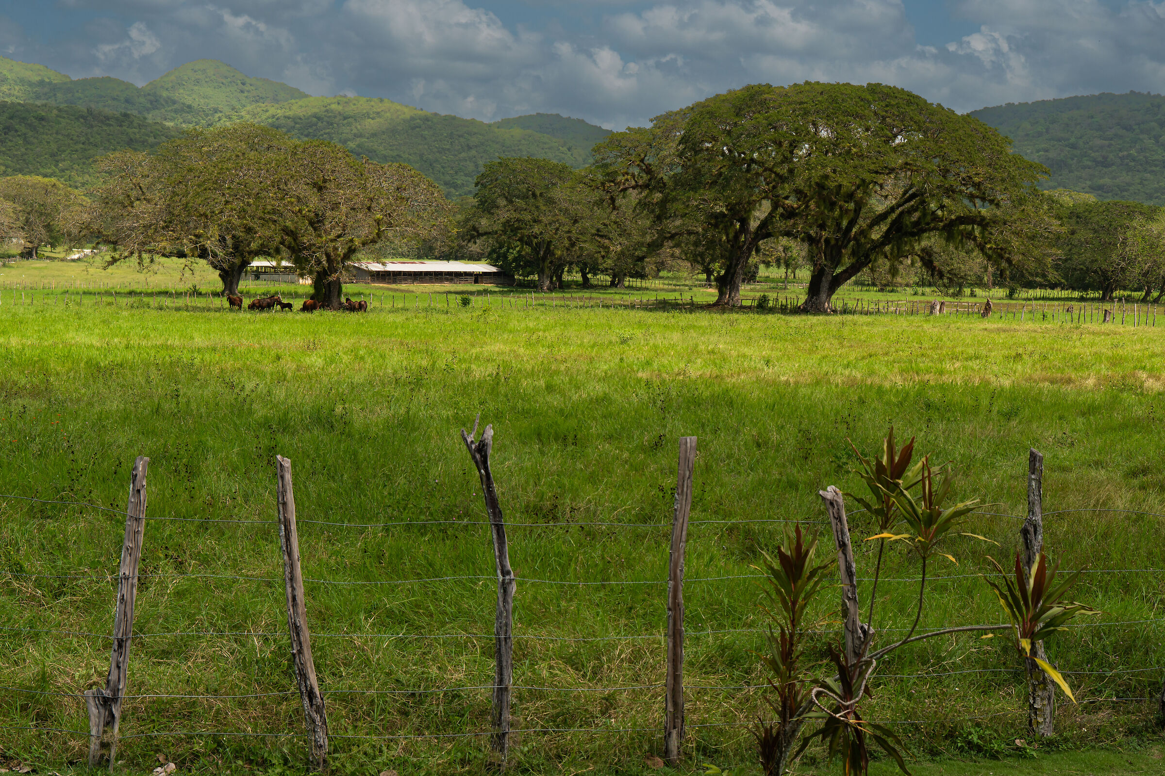 Towering trees in Jamaica