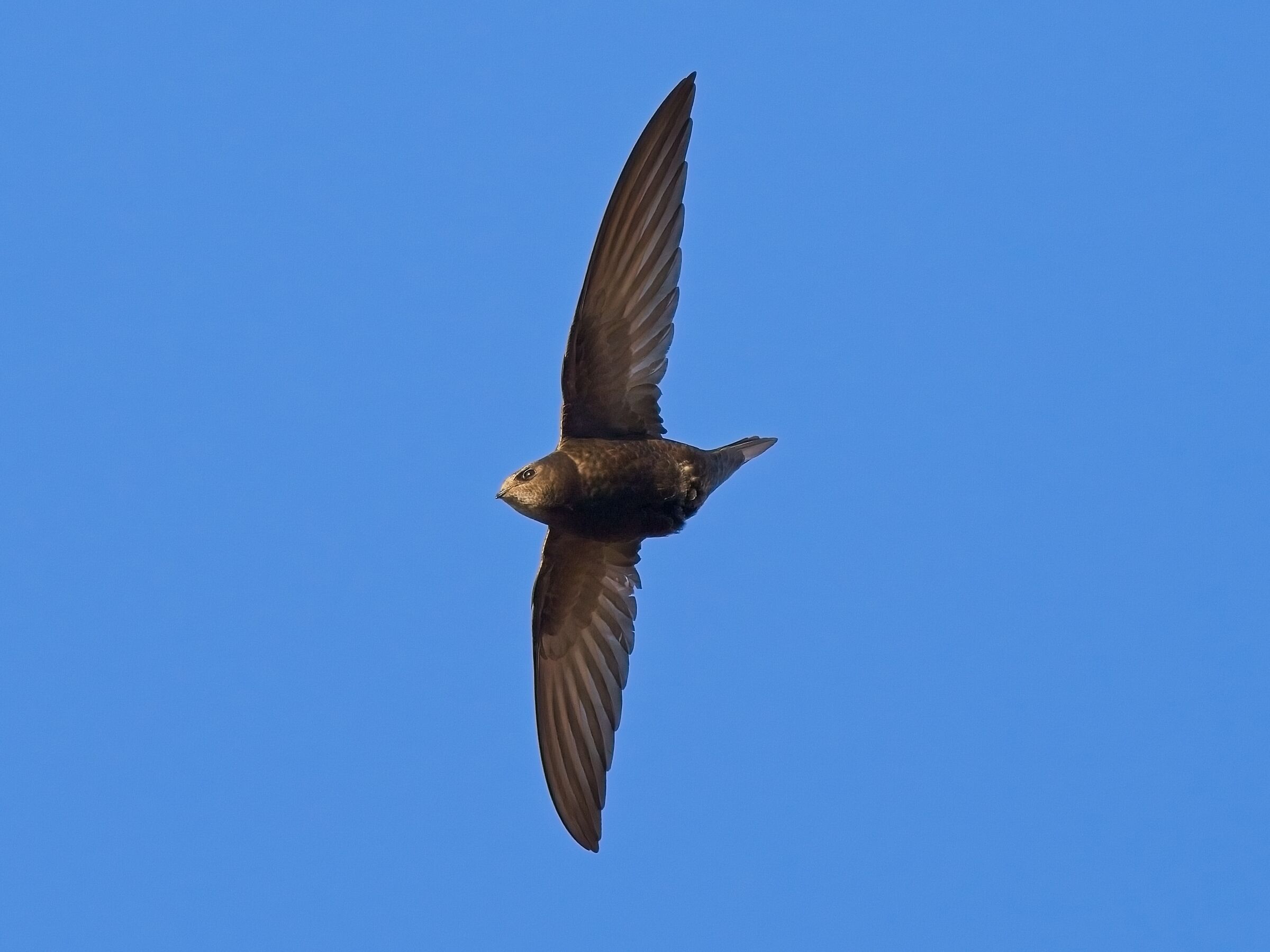 Welcome back (Rondone)