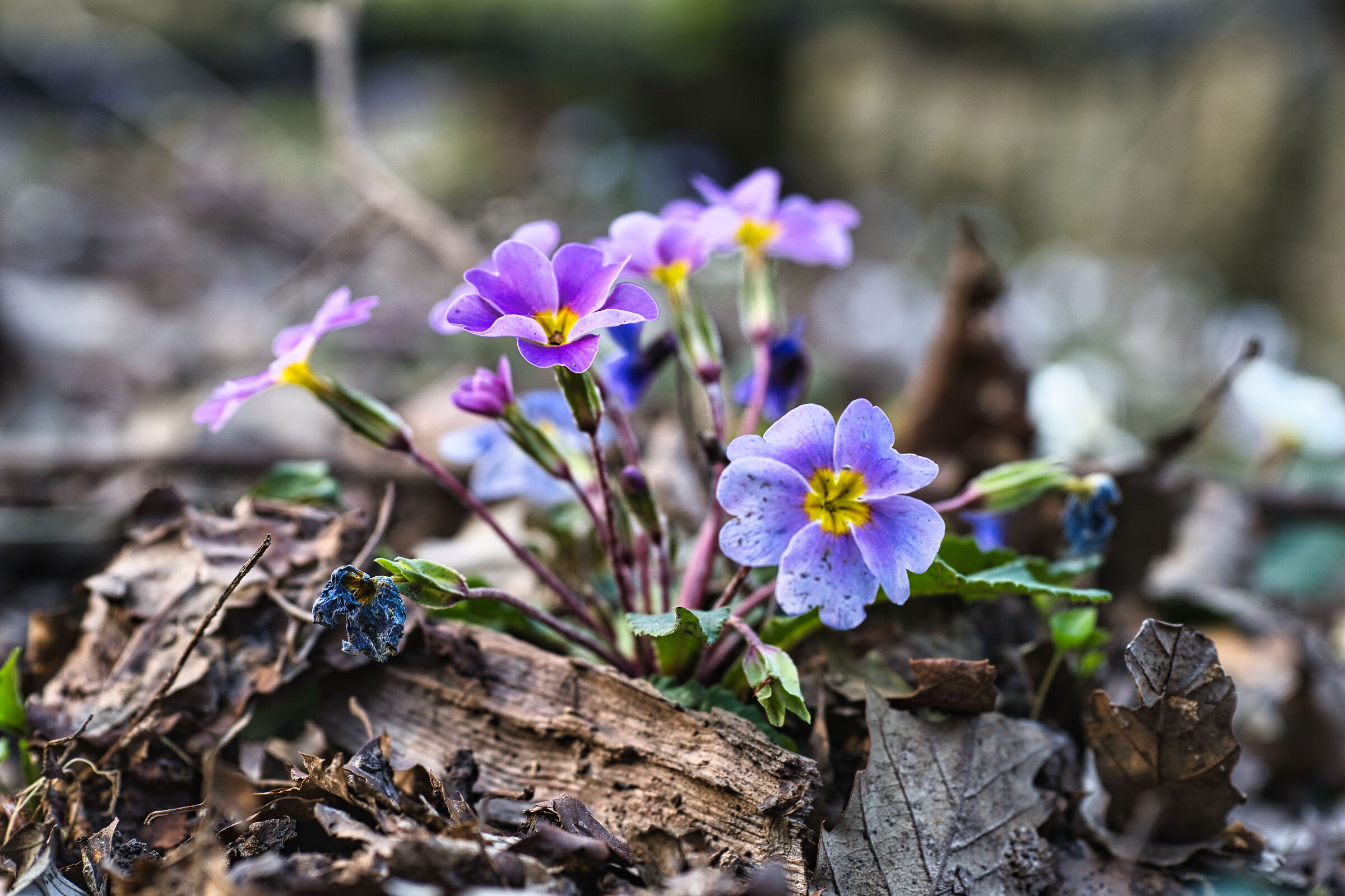 La meravigliosa creazione di Dio