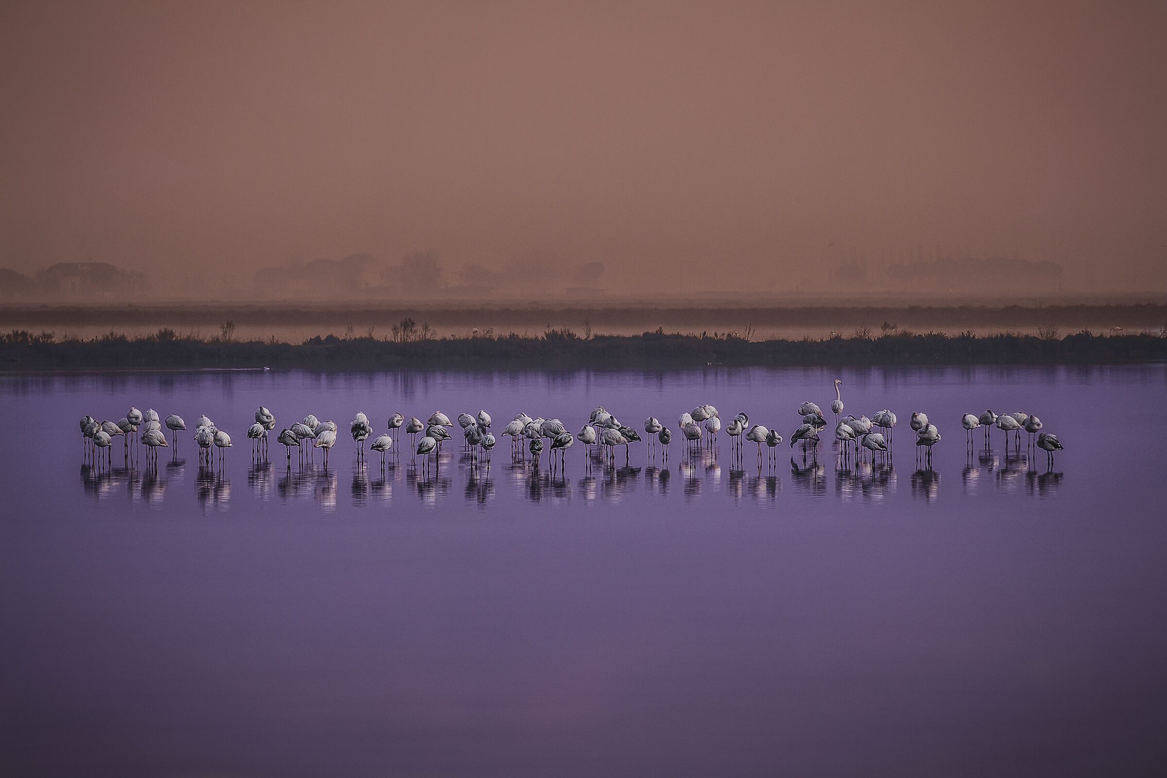 Cervia salt pans, flamingos