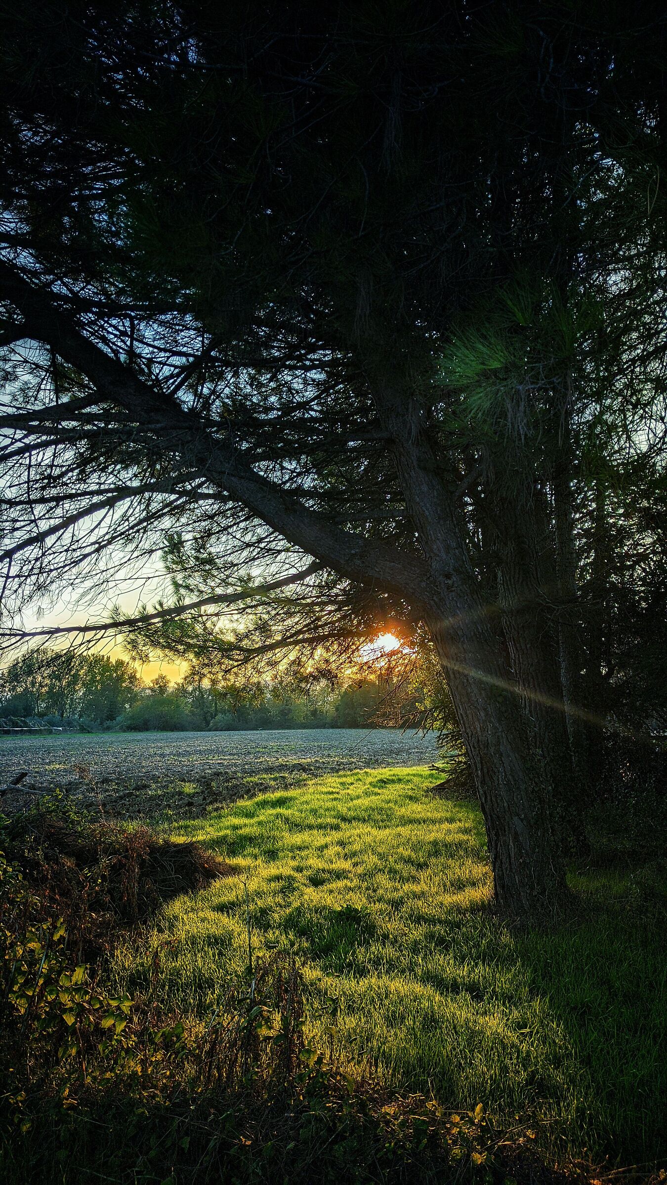 Bertinoro, sunset