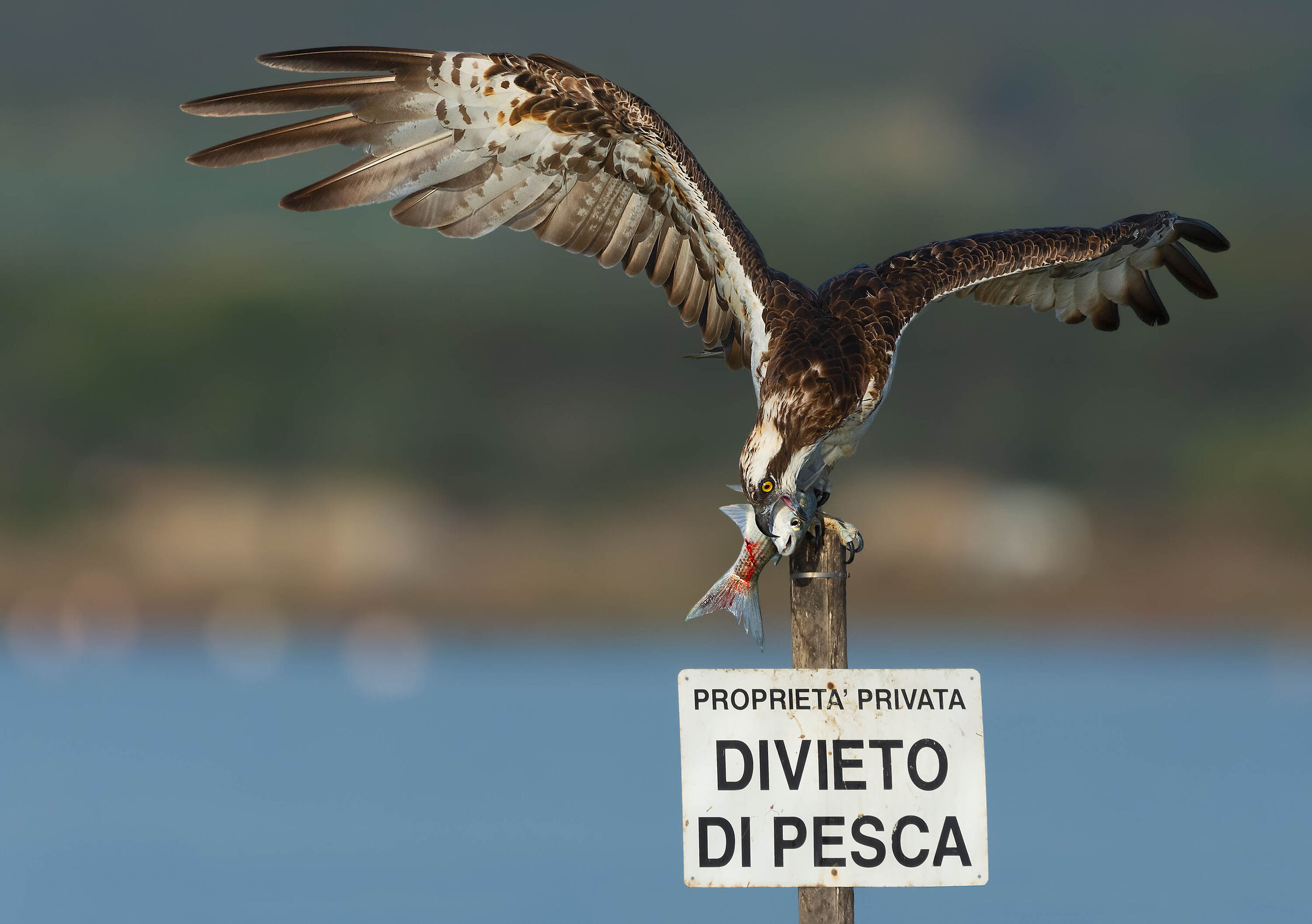 Bacio mortale