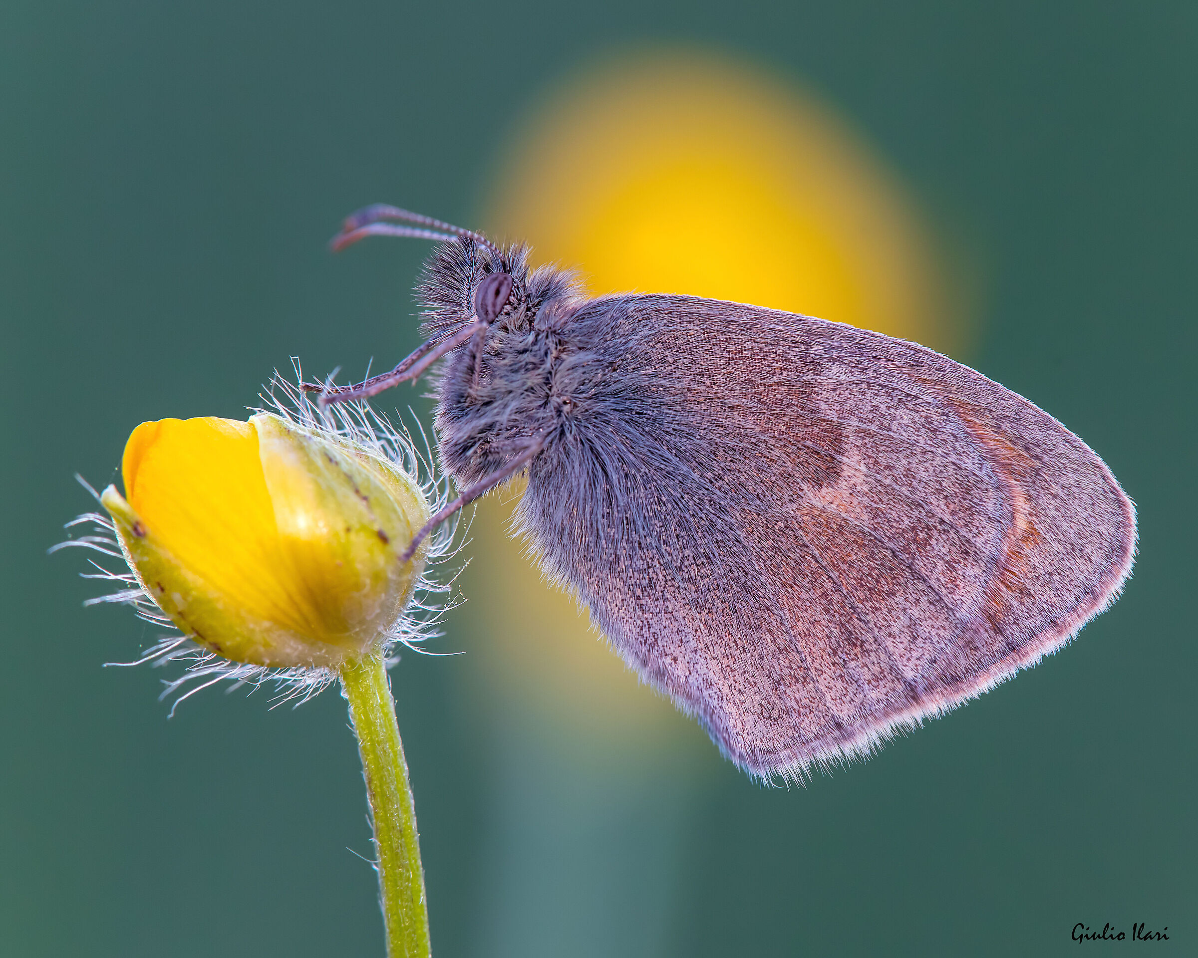 Lesser nymph