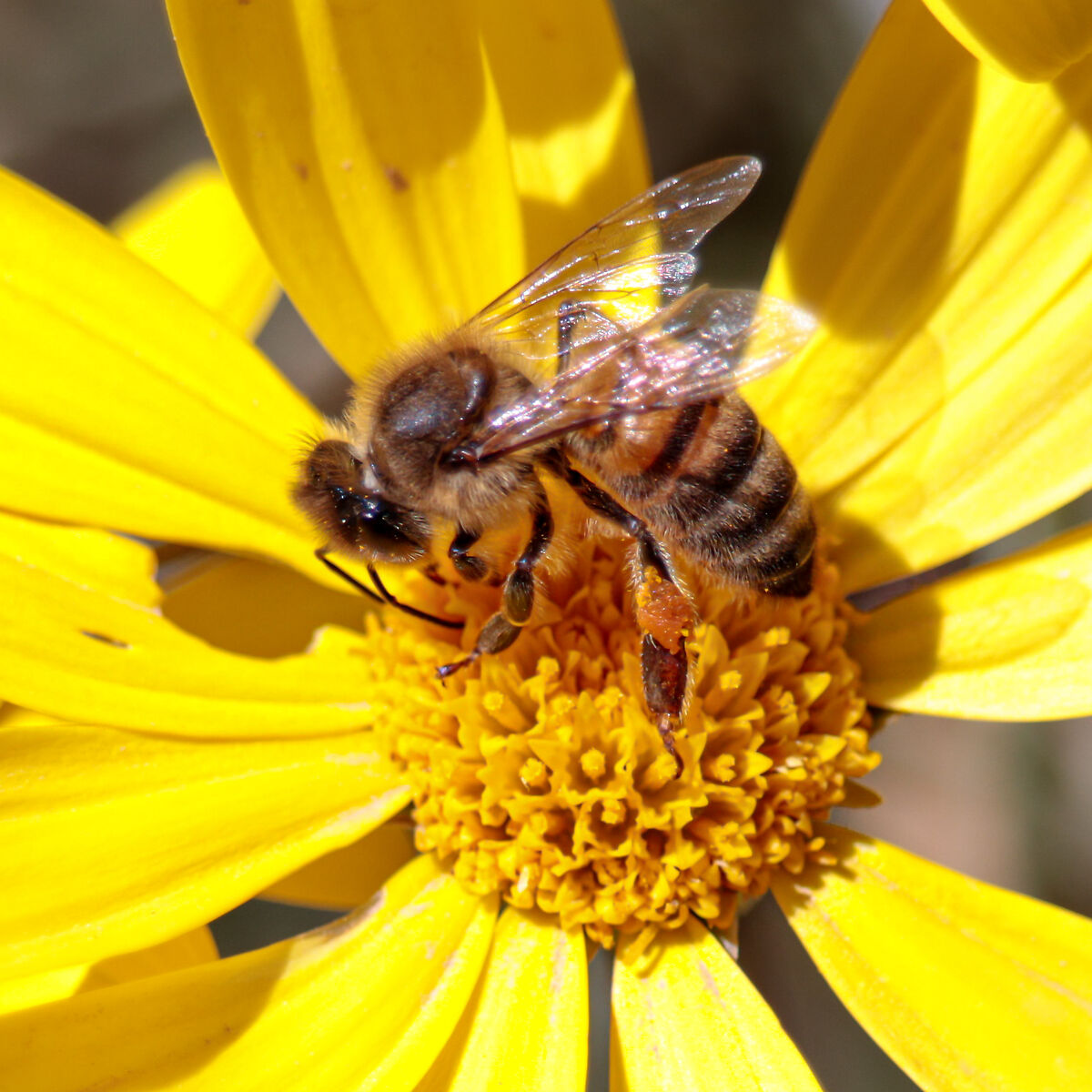 Bee on flower