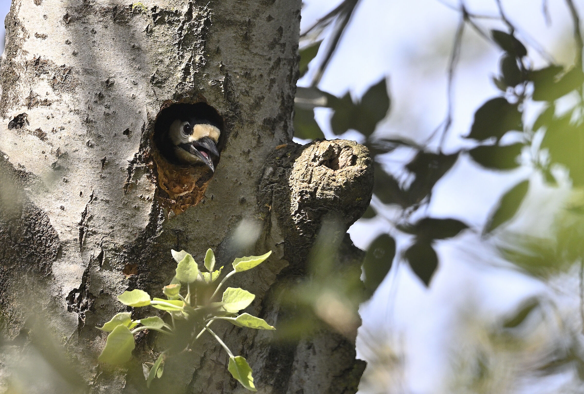 woodpecker