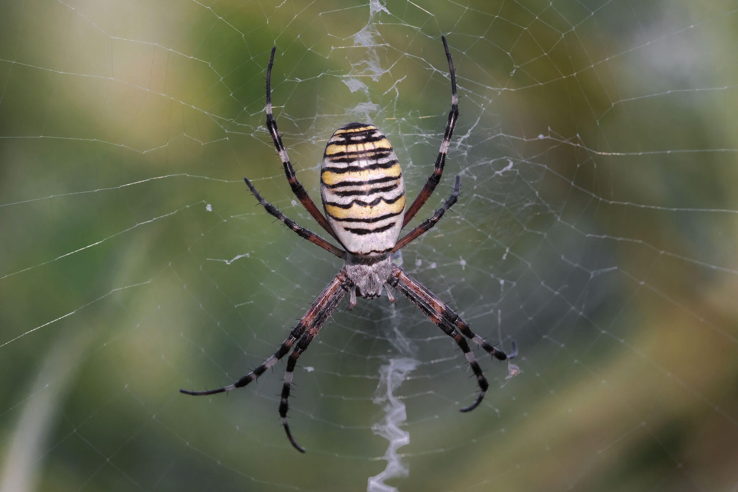 Bruennichi di Argiope