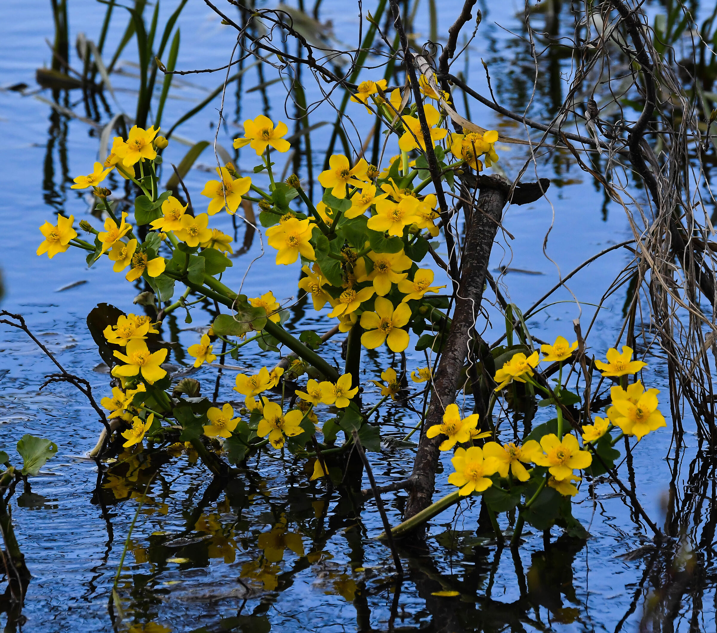 Caltha palustris. La valle del fiume Bug