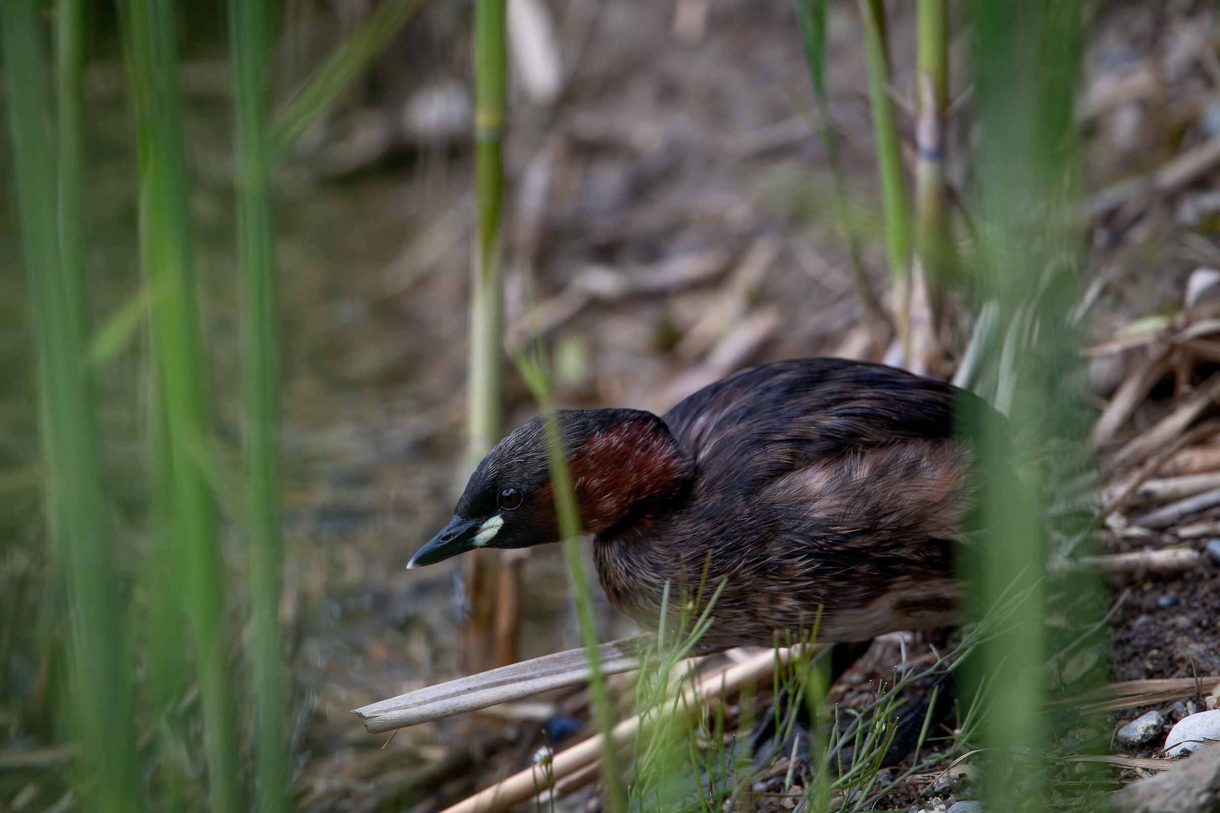 Dabchick