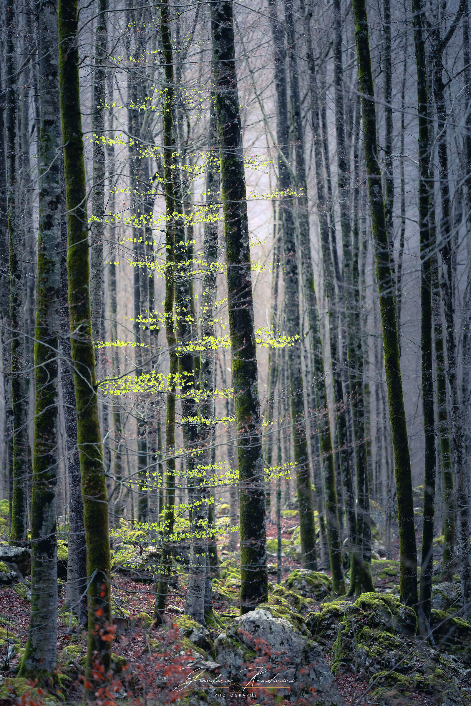 I boschi magici di Bohinj, Slovenia