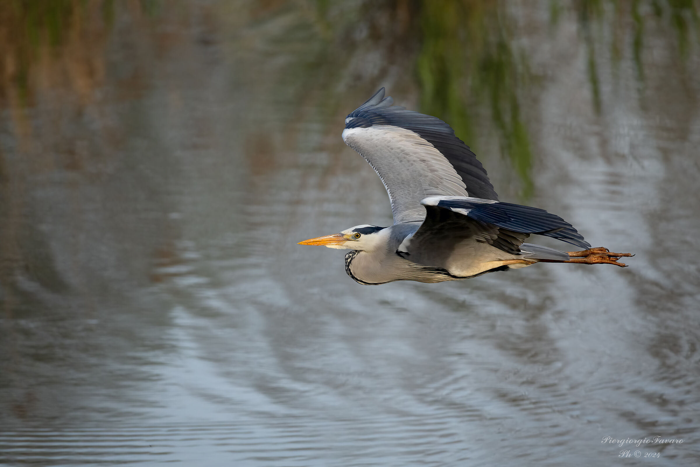 Grey heron