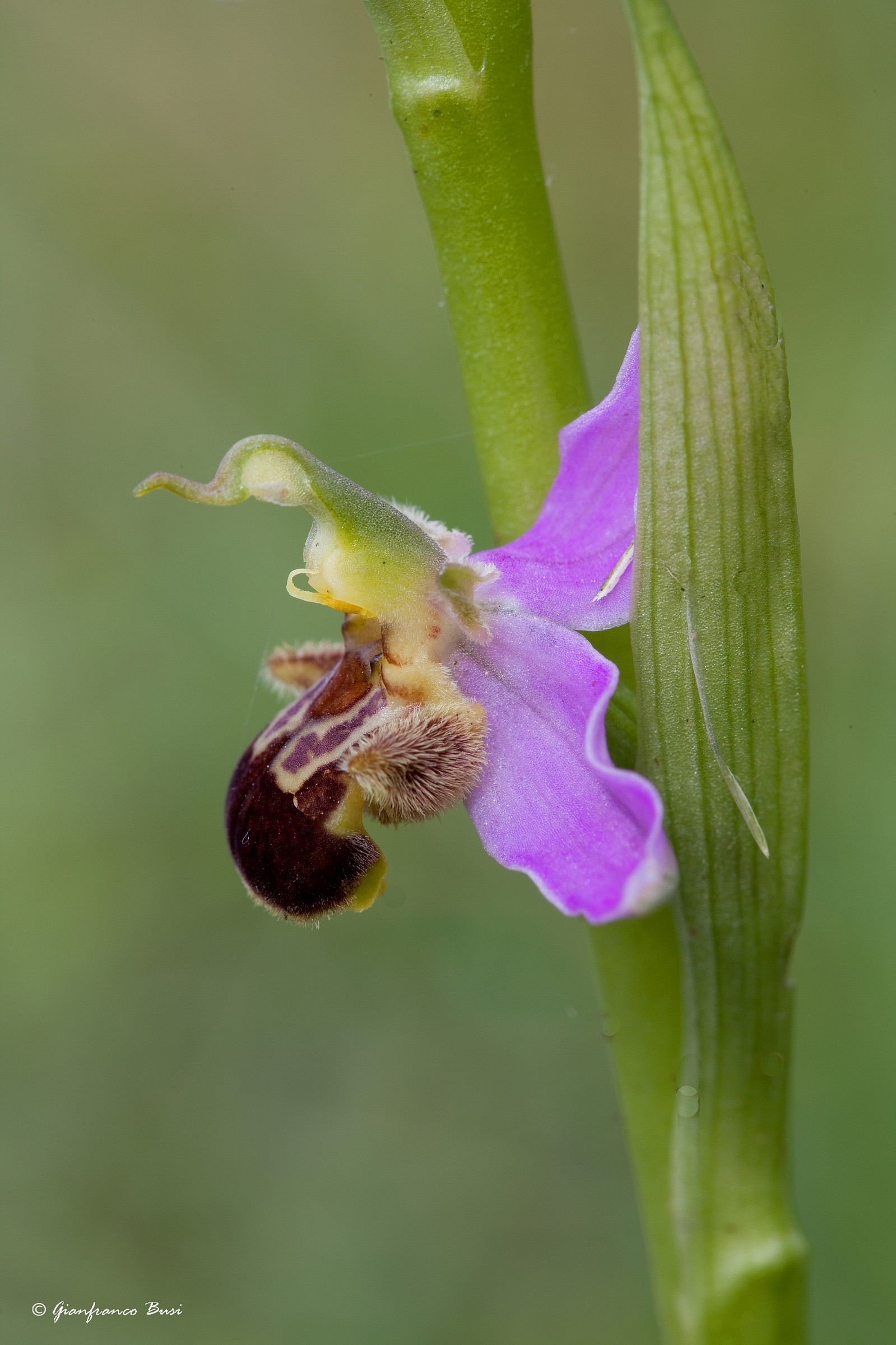 ophrys apifera