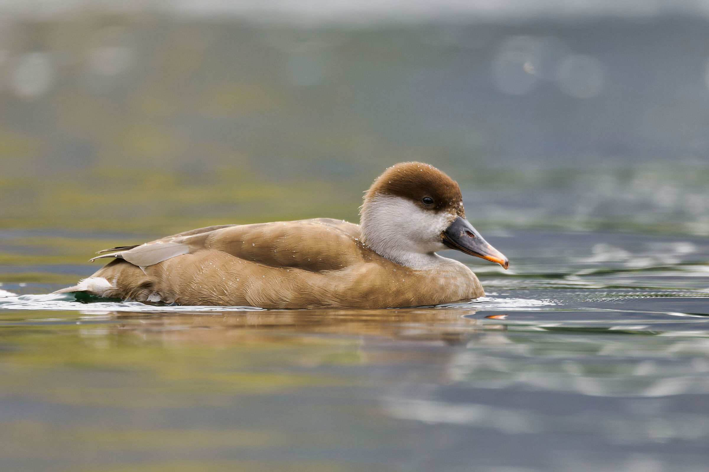 Turkish Pochard (f)