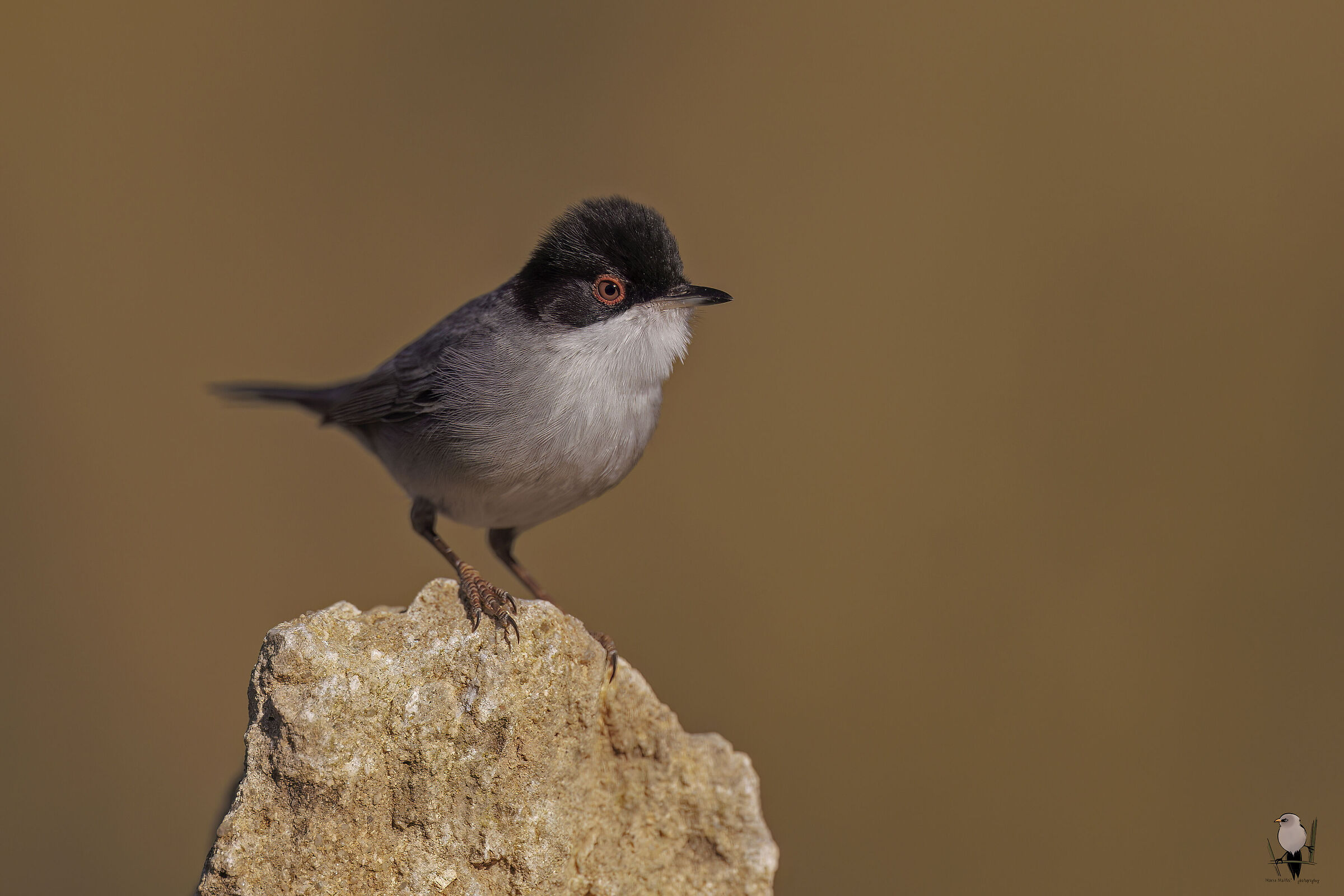 Sardinian warbler