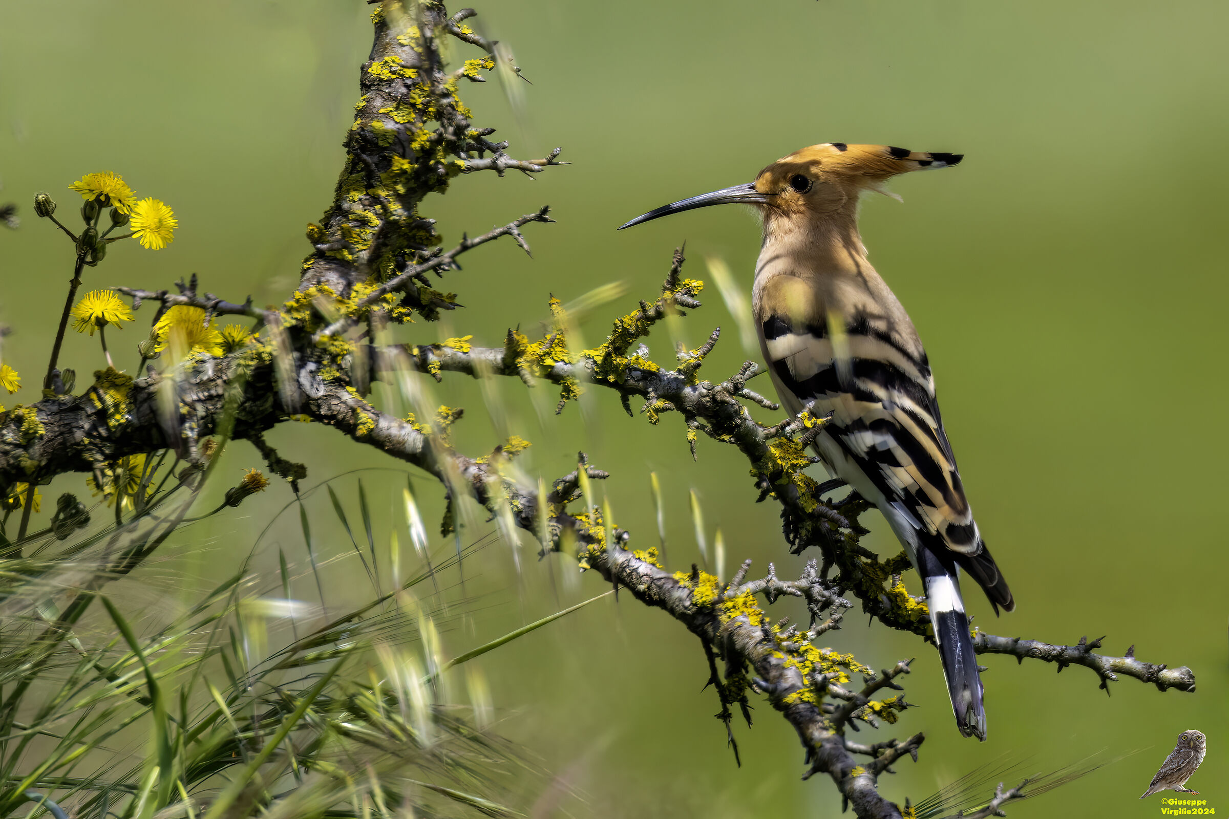 Common Hoopoe (Sardinia) 2024